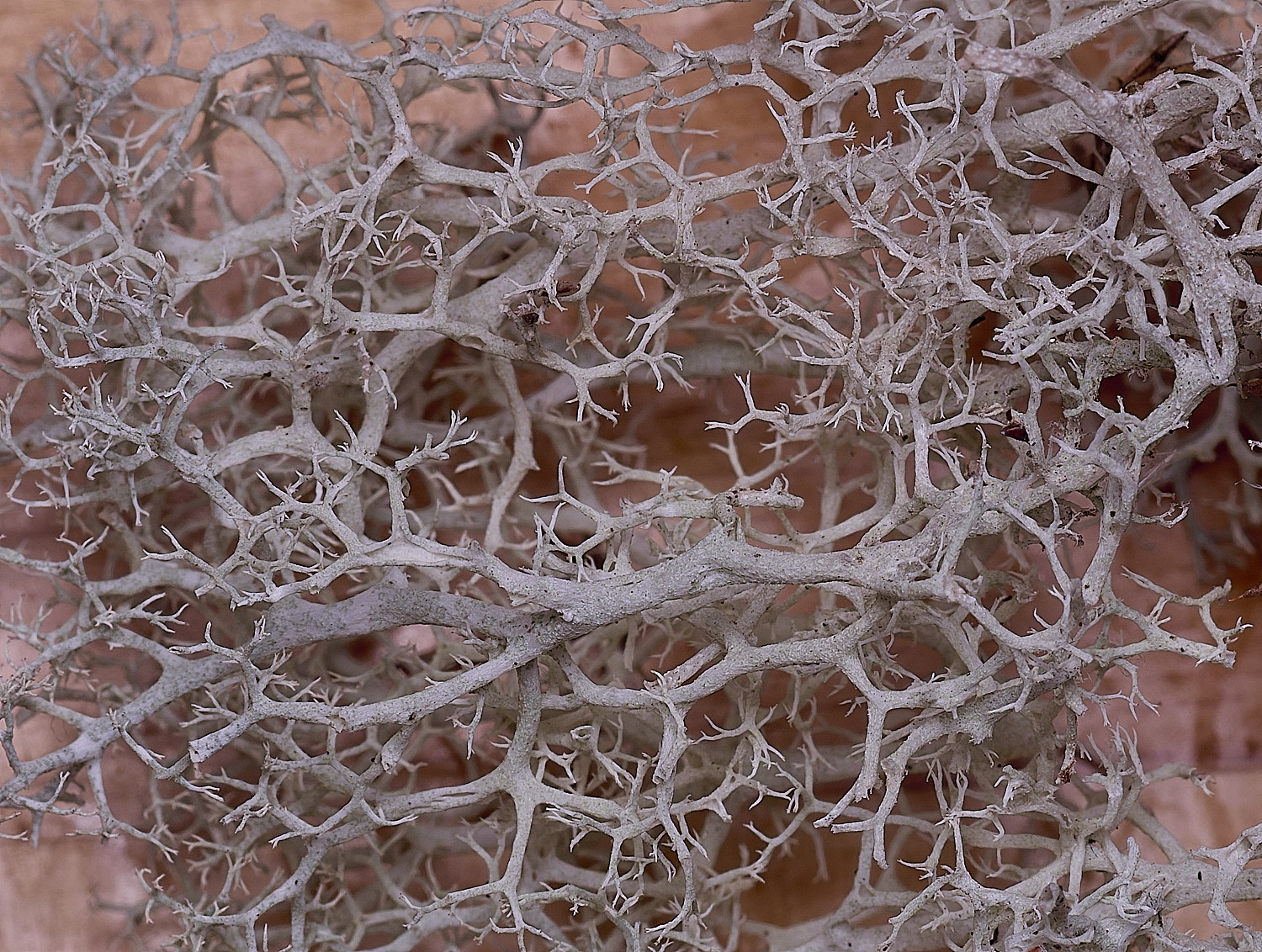 MarshamHeathCportentosa100925-1