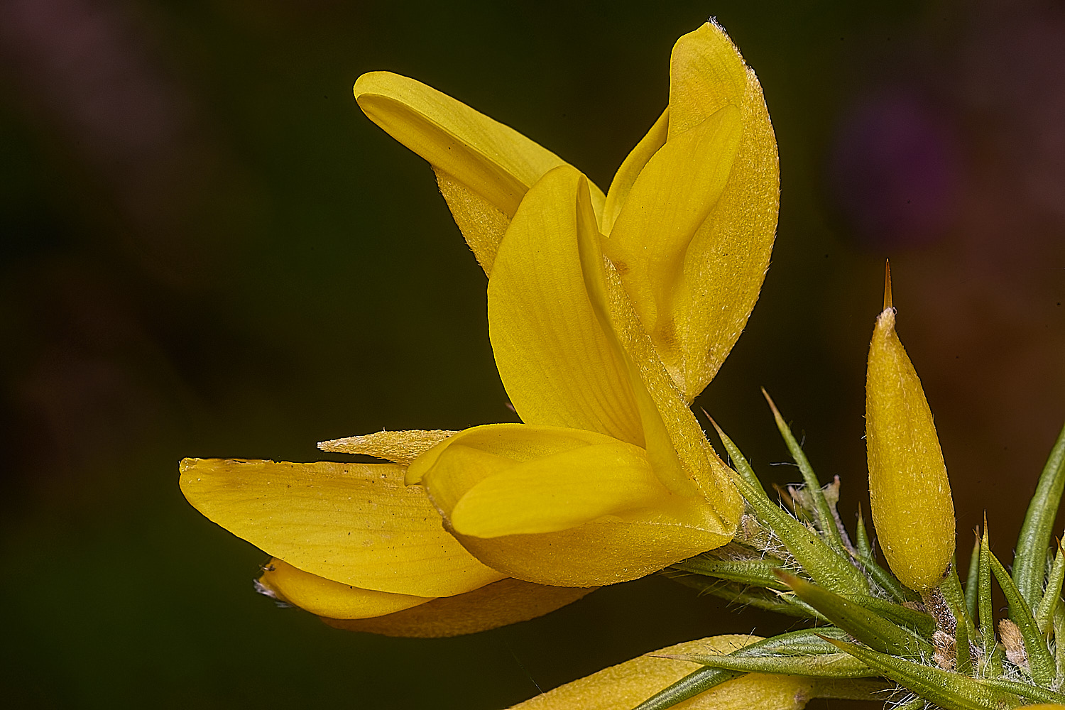 MarshamHeathGorseFlower100925-1