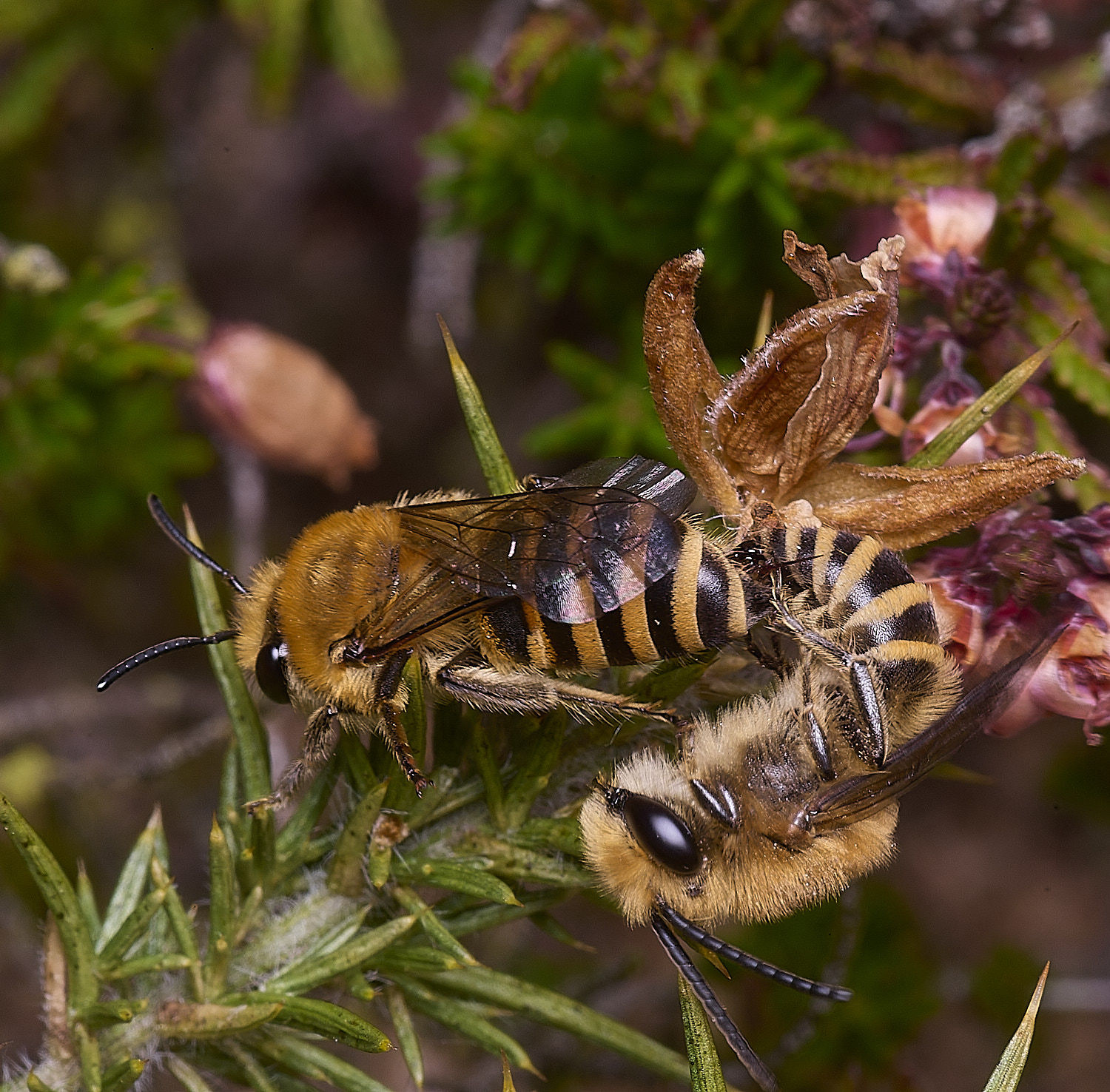 MarshamHeathIvyBee100925-8