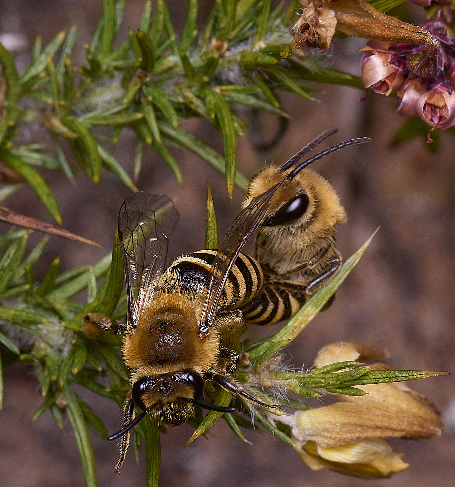 MarshamHeathIvyBee100925-9