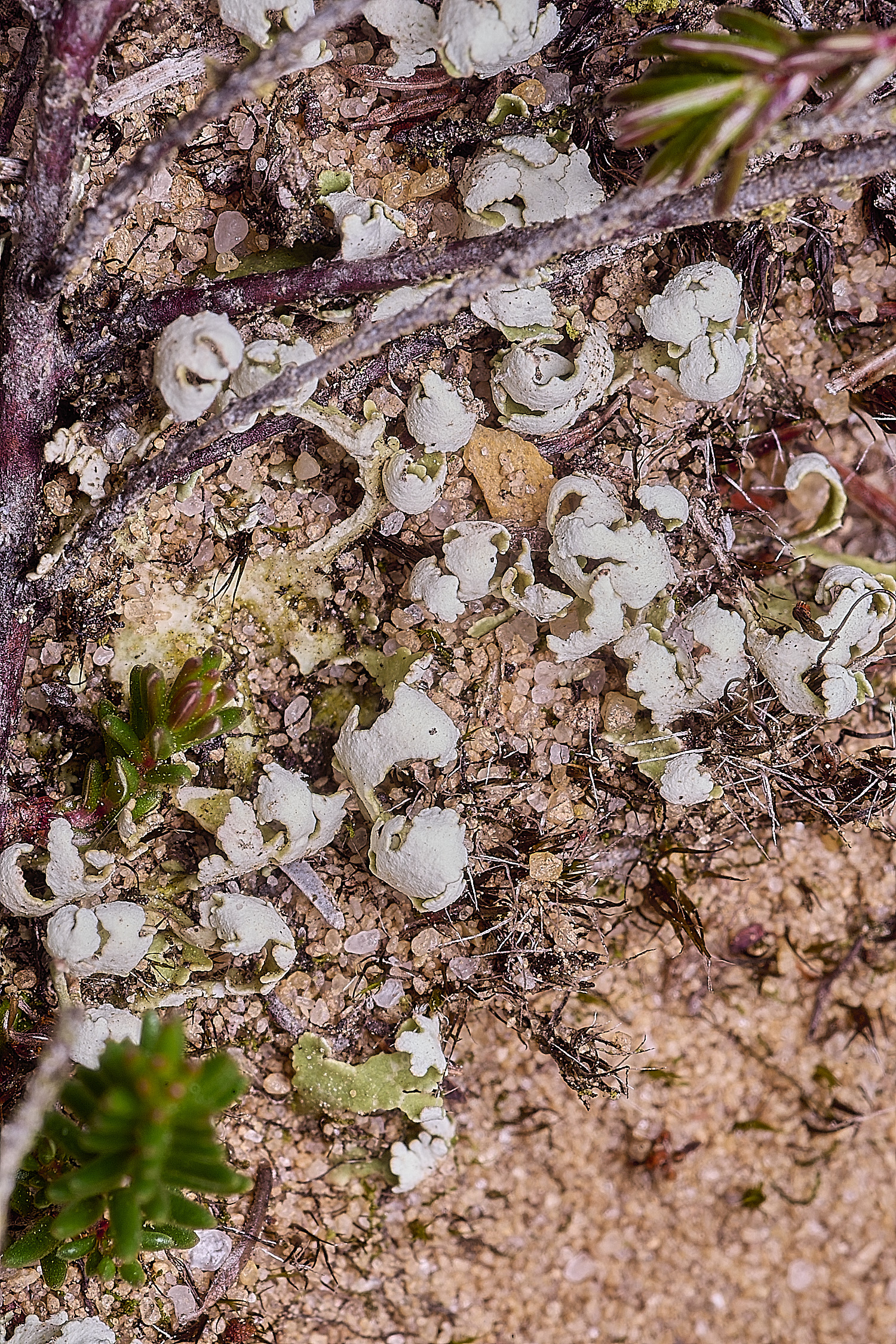 MarshamHeathLichen2100925-1