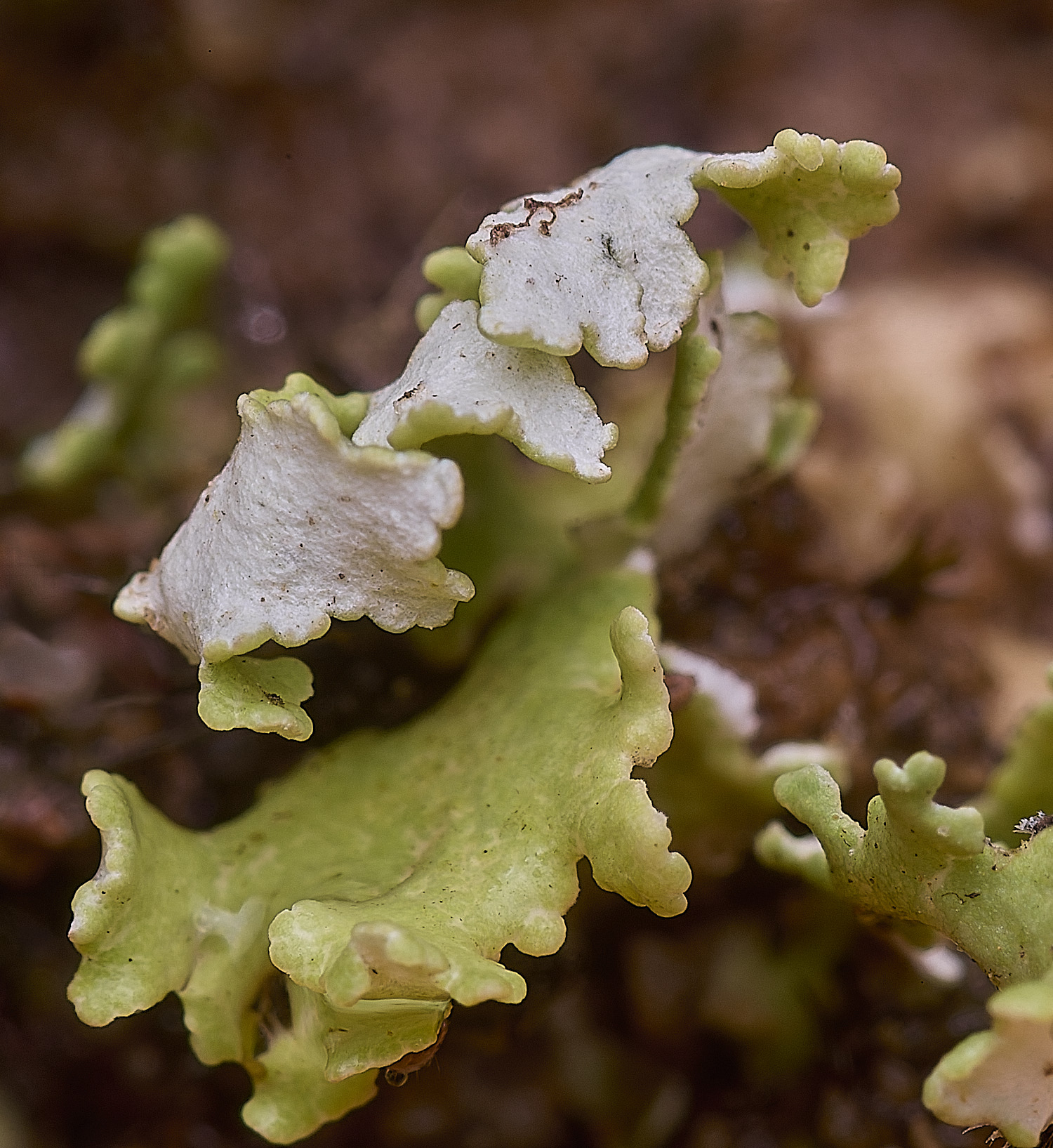MarshamHeathLichen2100925-2
