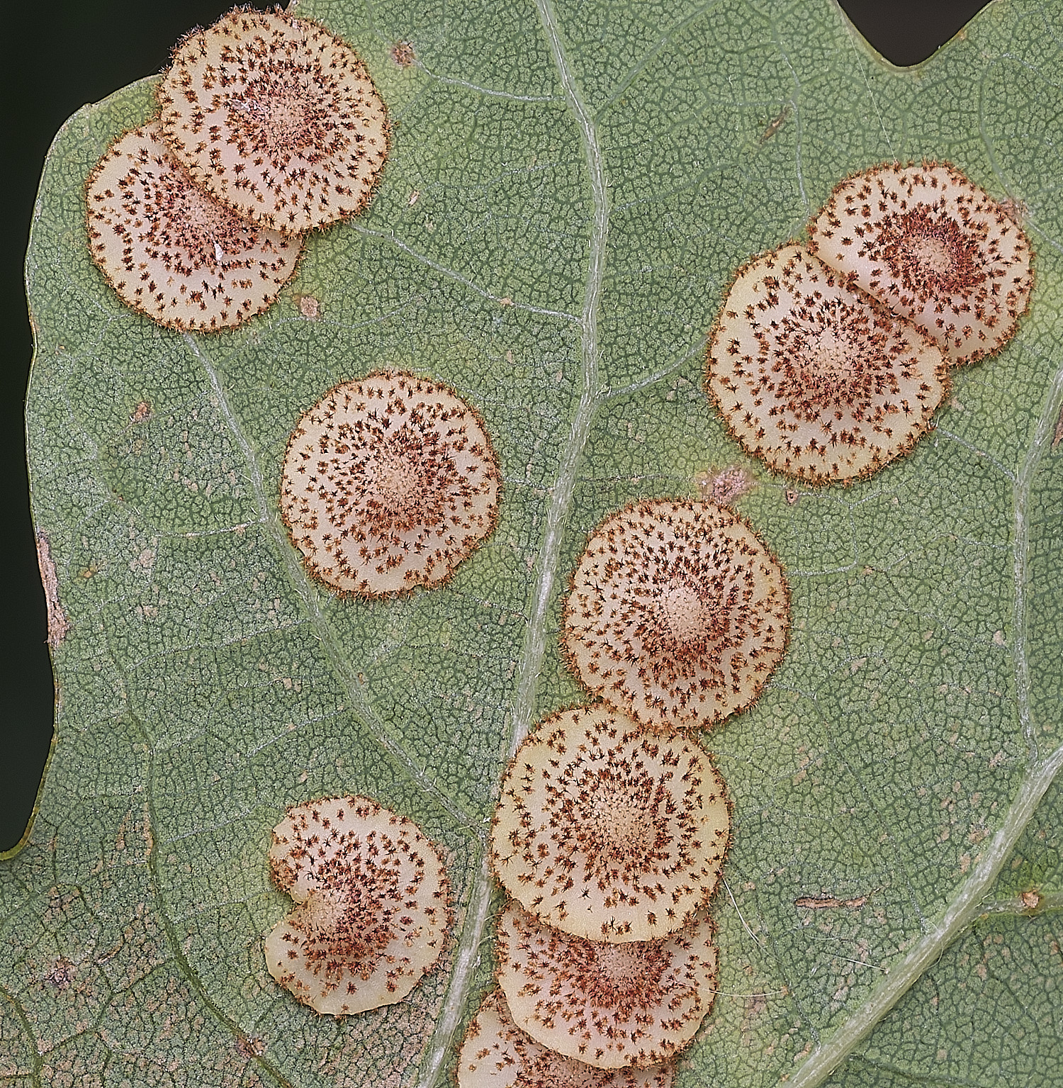 MarshamHeathOakGalls100925-1