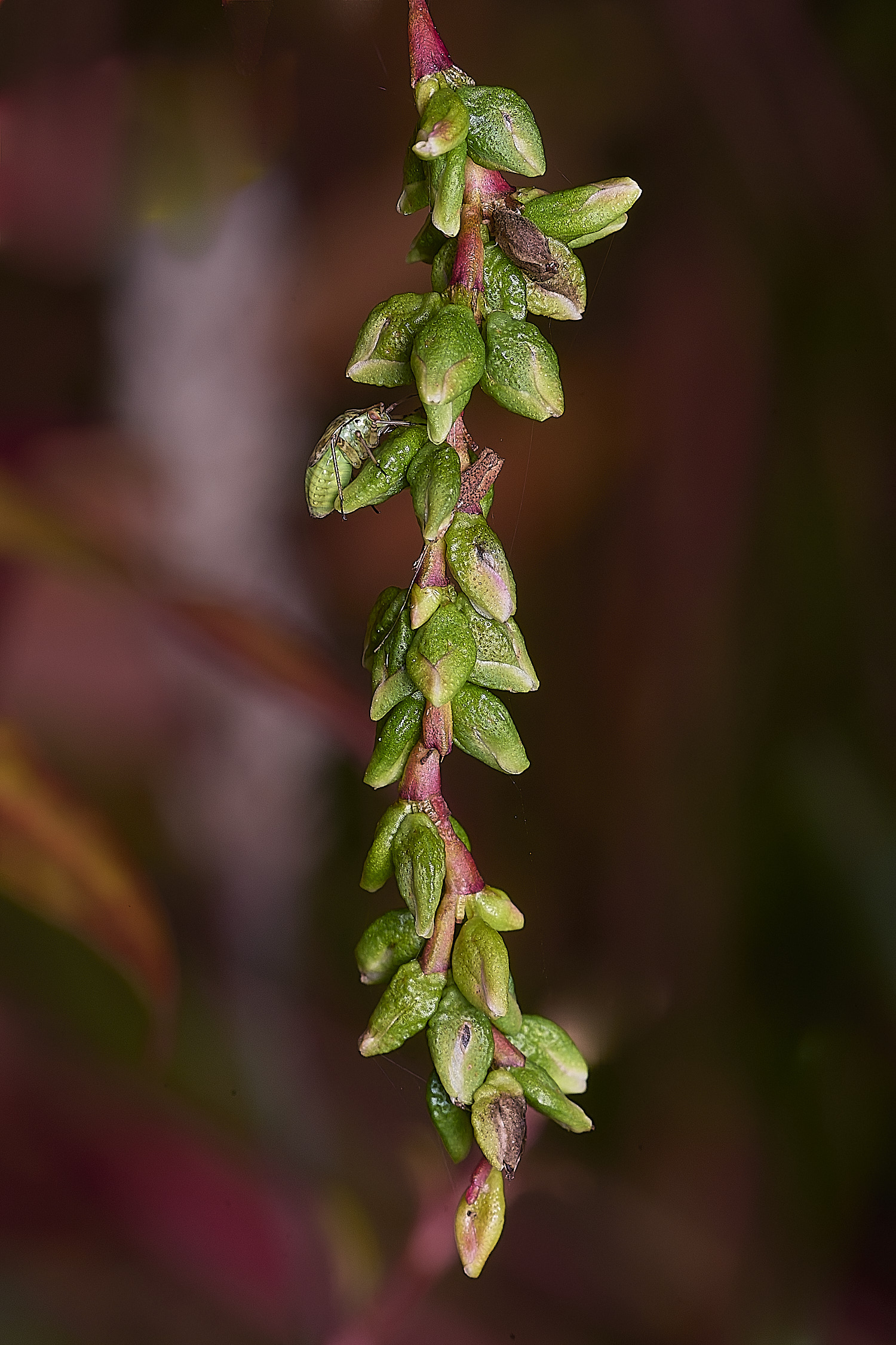 MarshamHeathWaterPepper100925-1