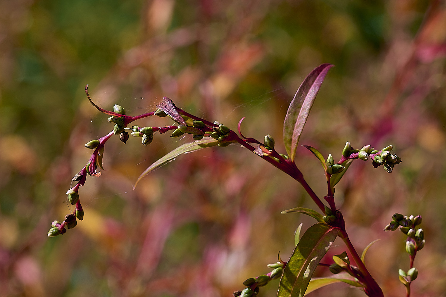 MarshamHeathWaterPepper100925-2