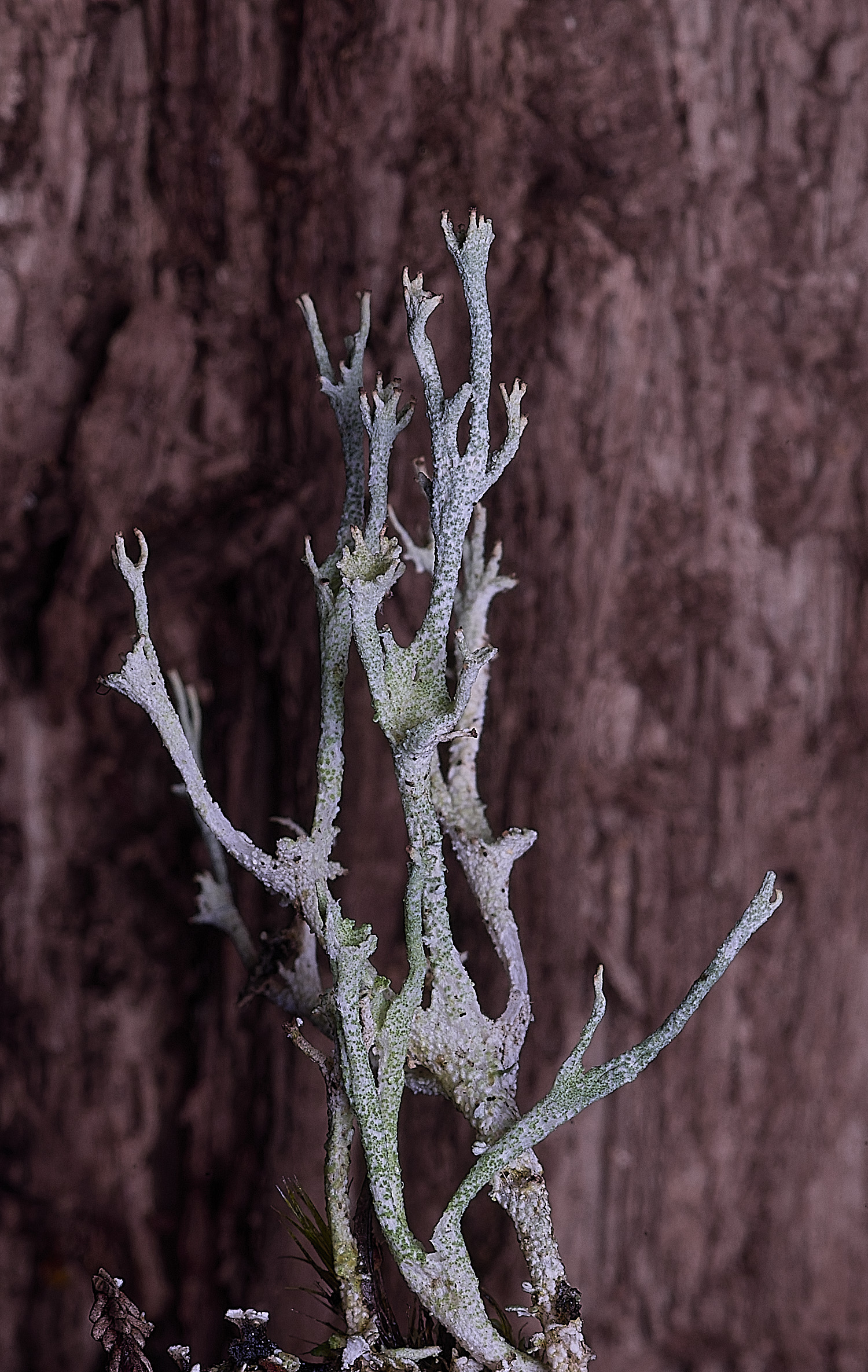 MarshanHeathCcristata100925-4