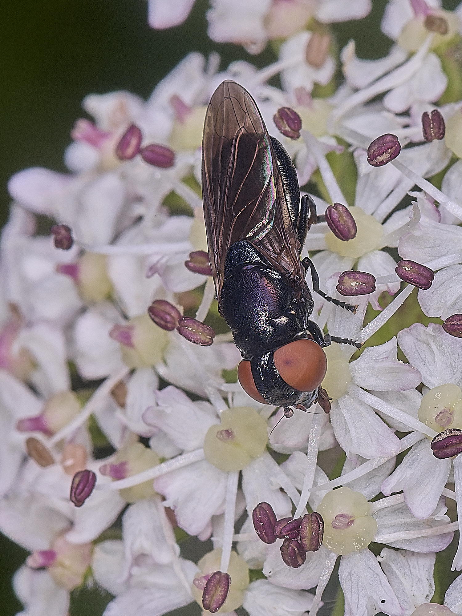 NanworthHover250725-1