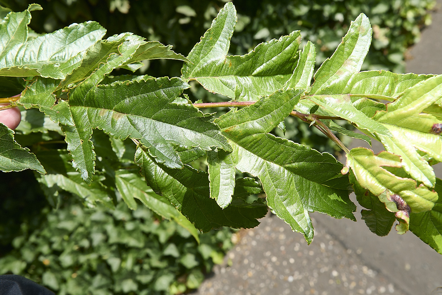 Norwich_040725-1-NEF-