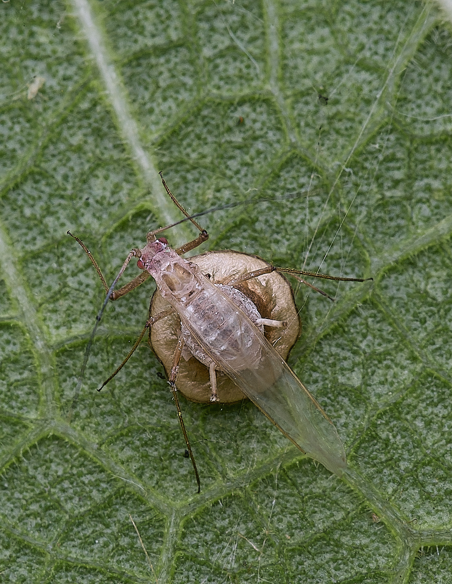 NorwichAphid300825-2