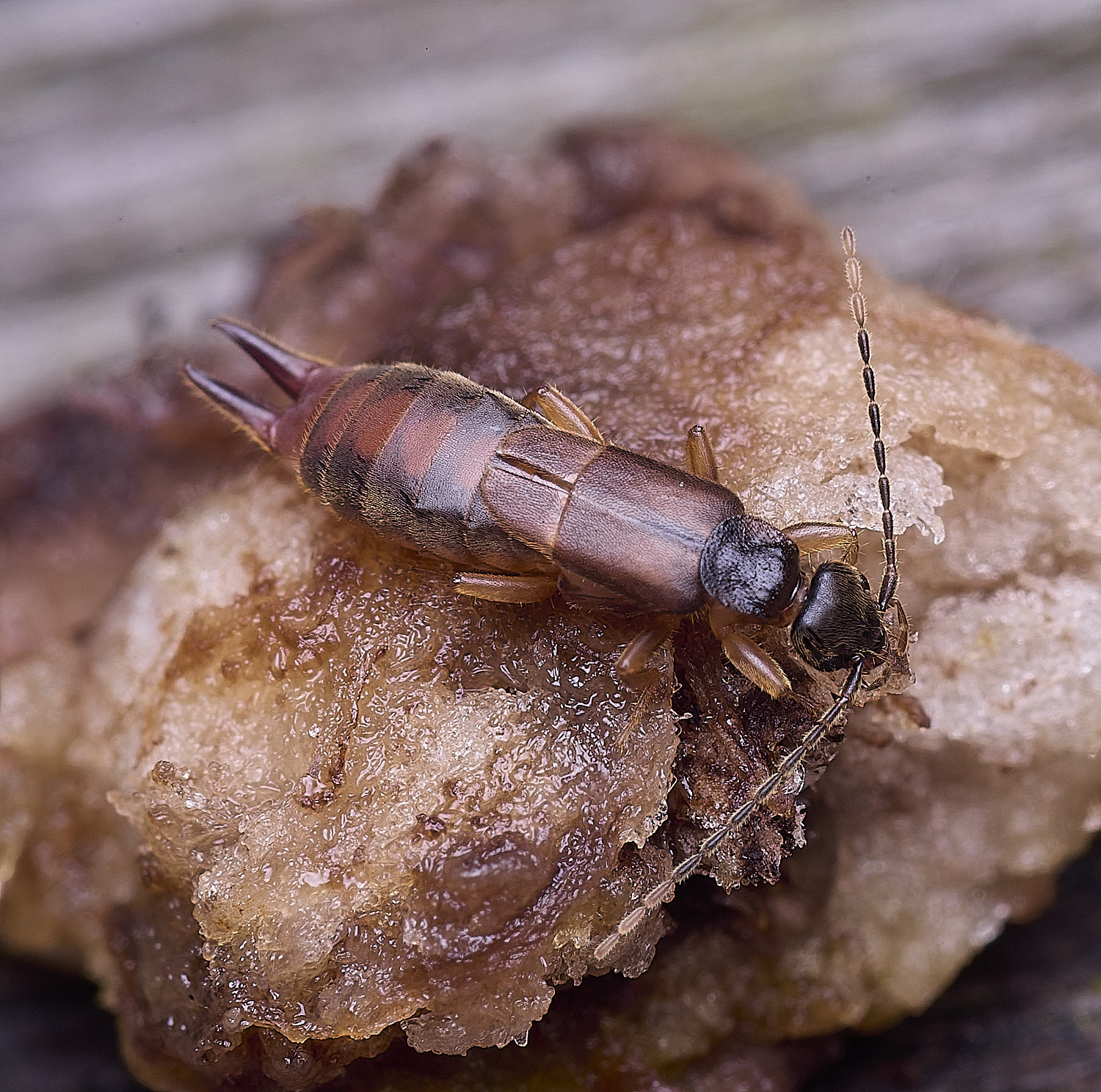 NorwichLesserEarwig270725-1