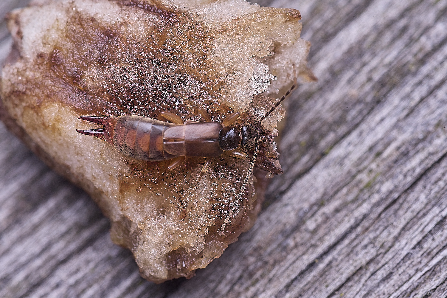 NorwichLesserEarwig270725-2