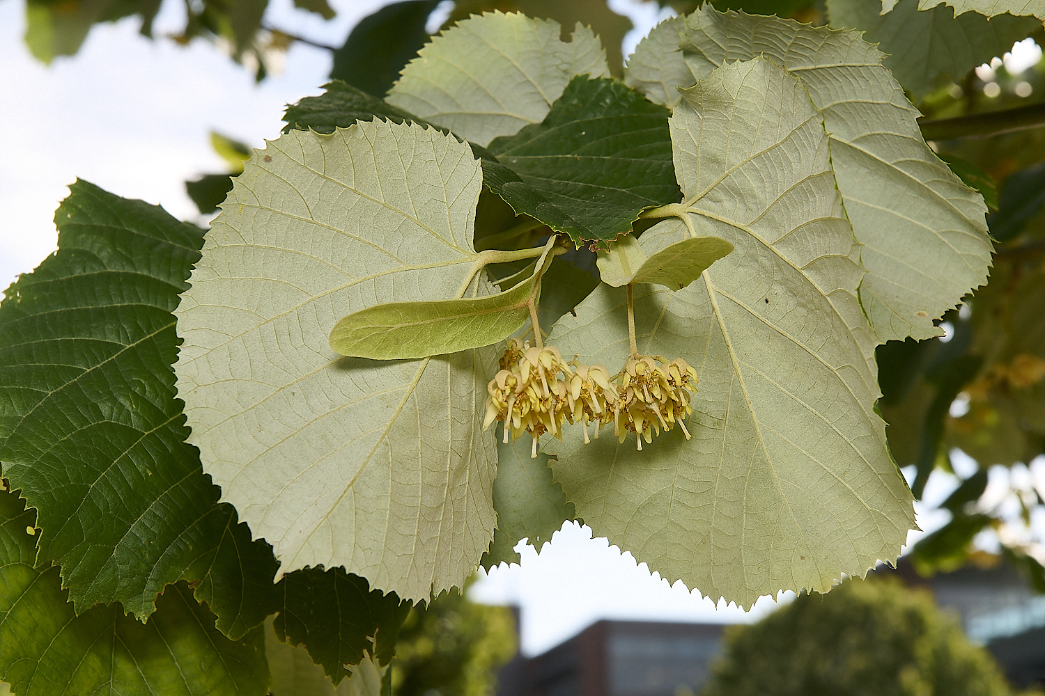 NorwichLime040725-1-NEF-