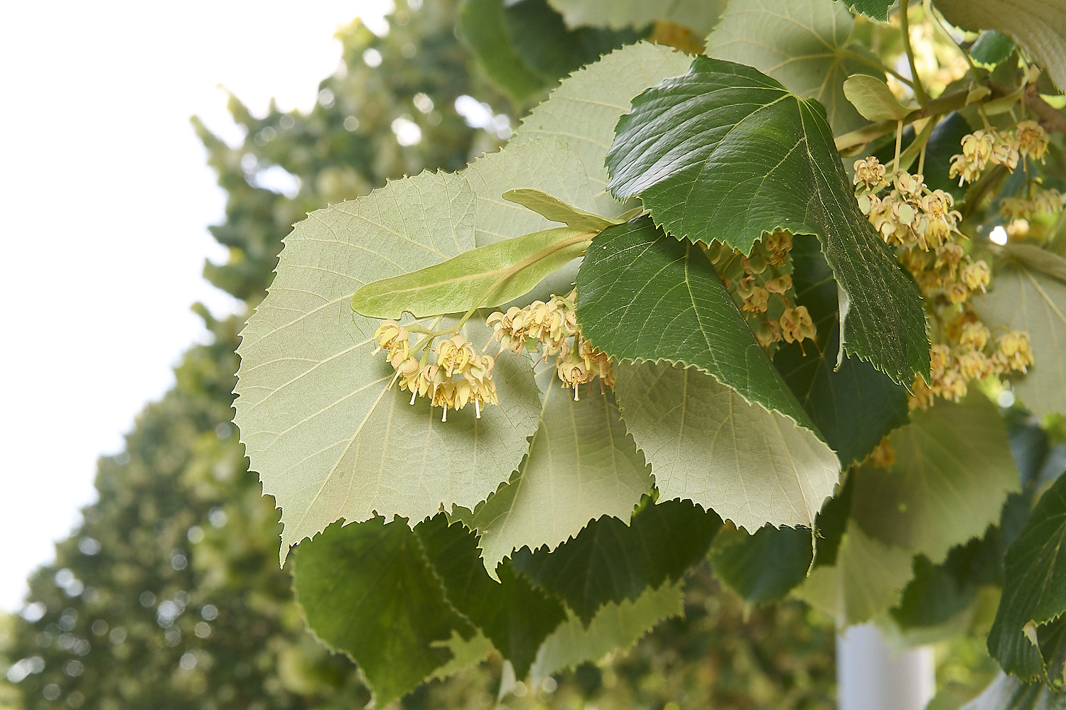 NorwichLime040725-2-NEF-