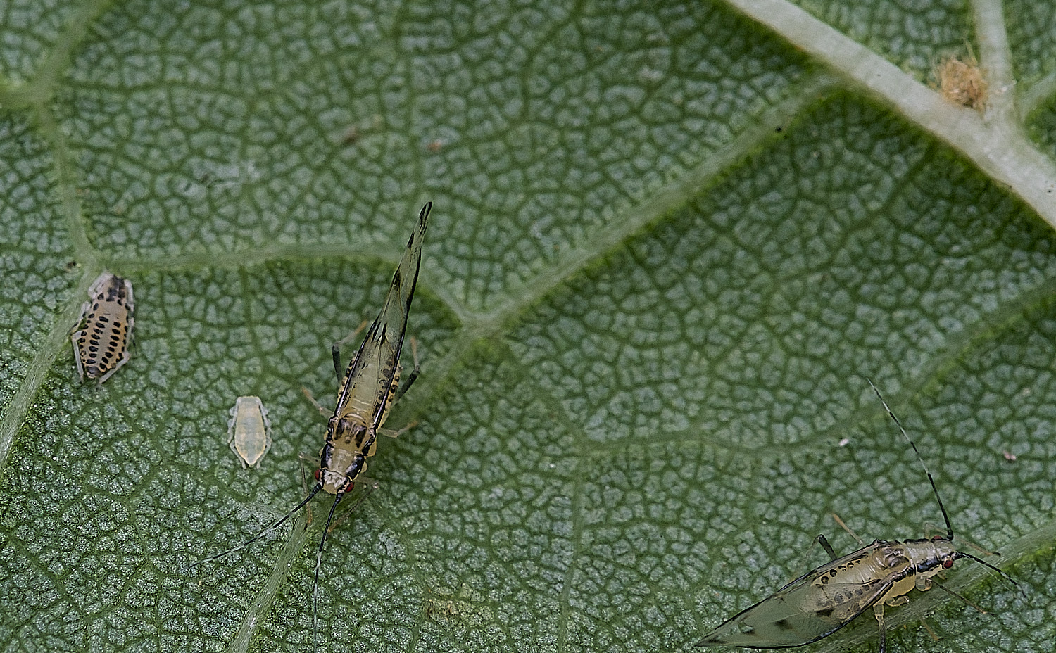 NorwichLimeAphid300825-3