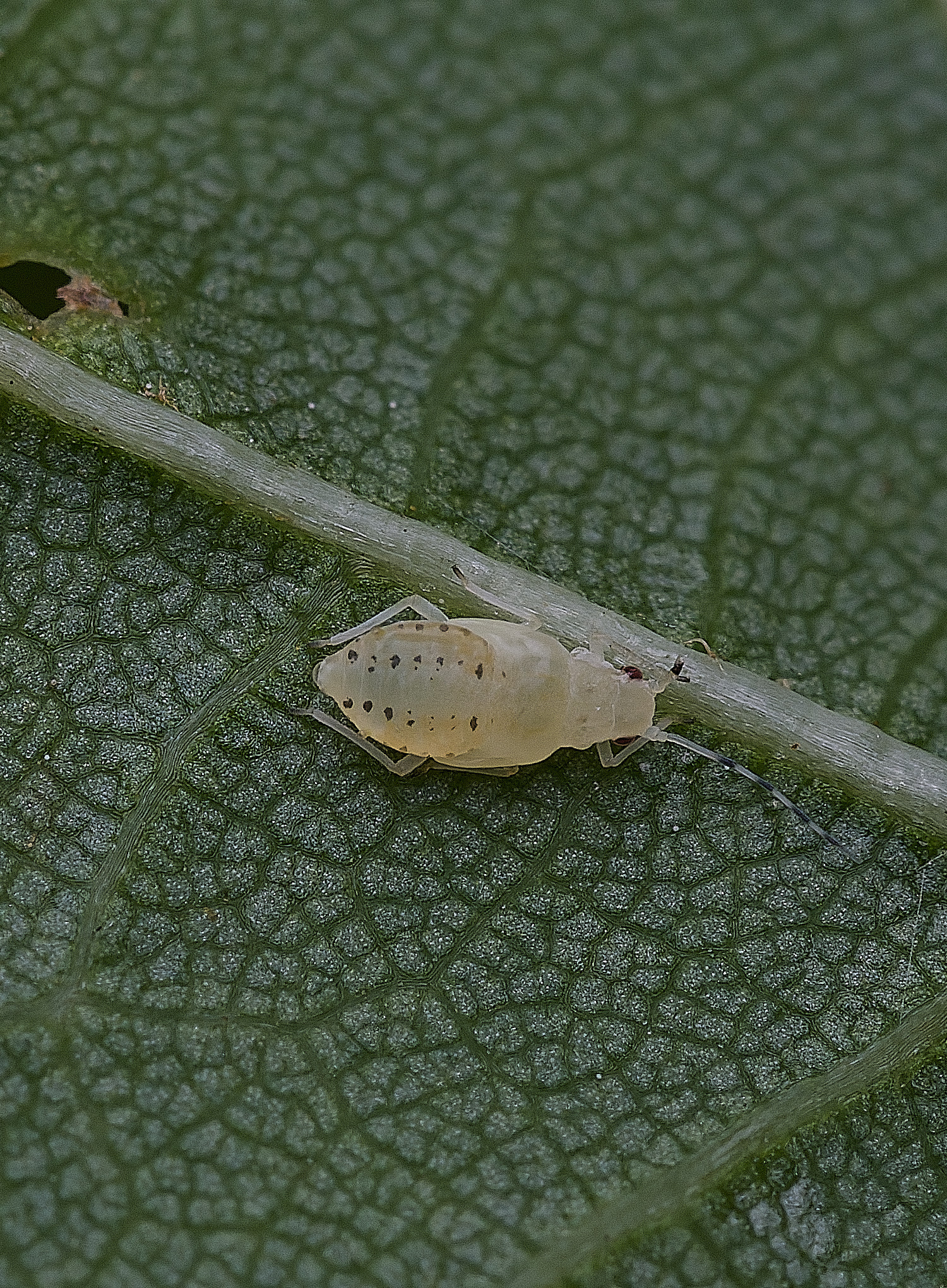 NorwichLimeAphid300825-4