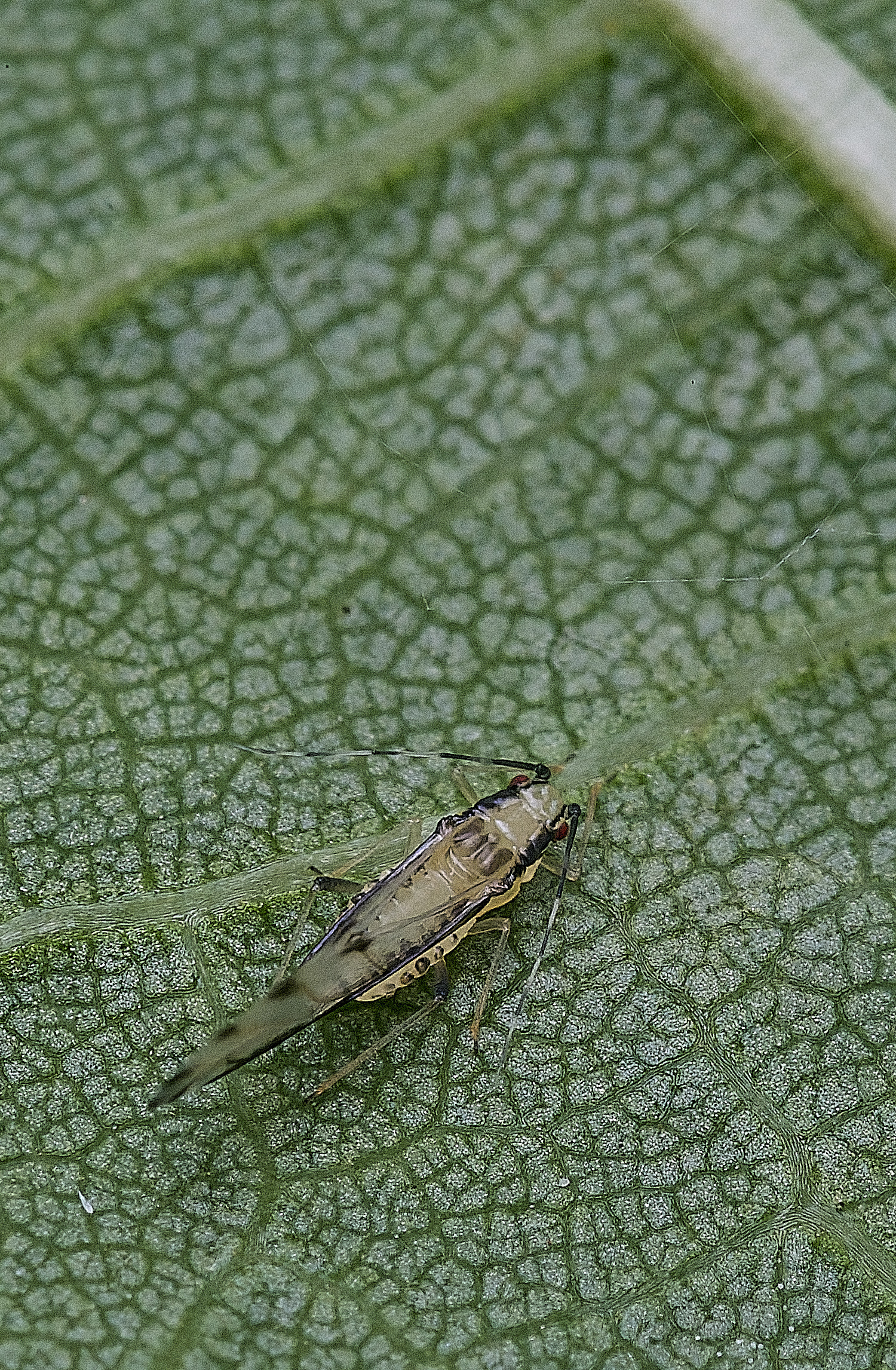 NorwichLimeAphid300825-6