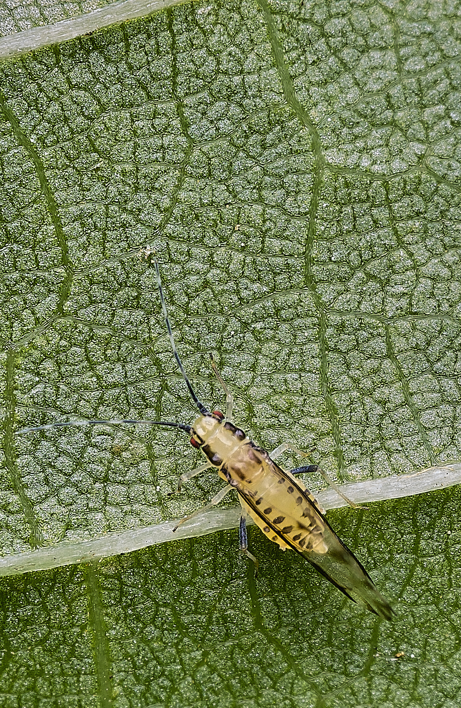NorwichLimeAphid300825-8