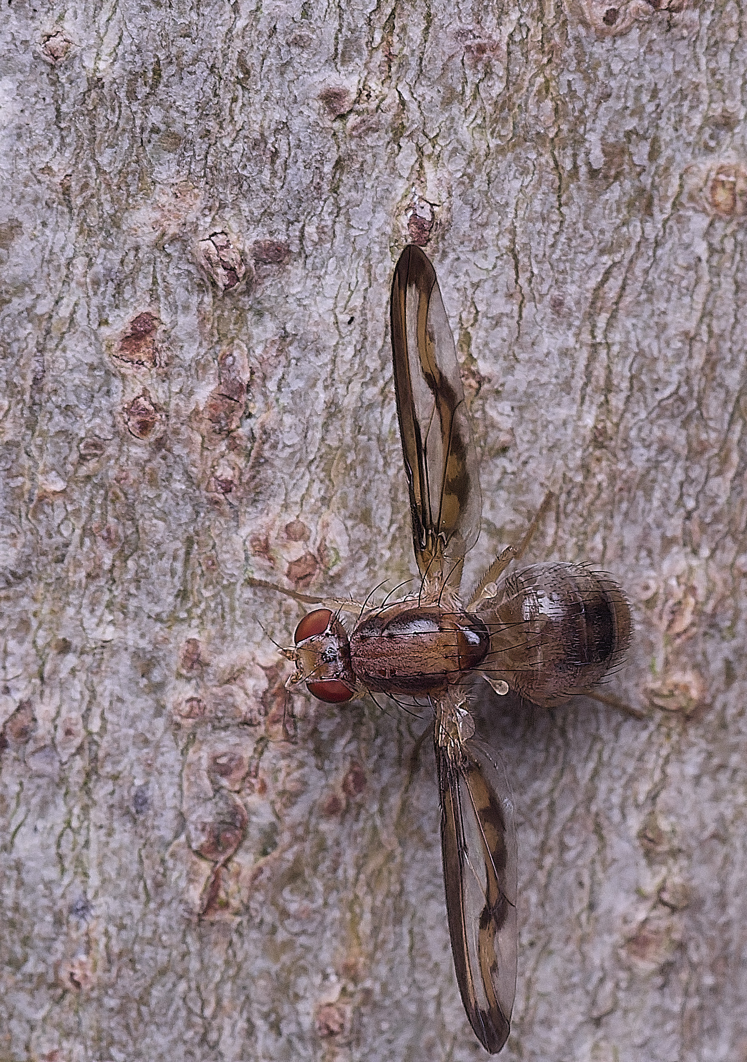 NorwichPictureWing300825-2