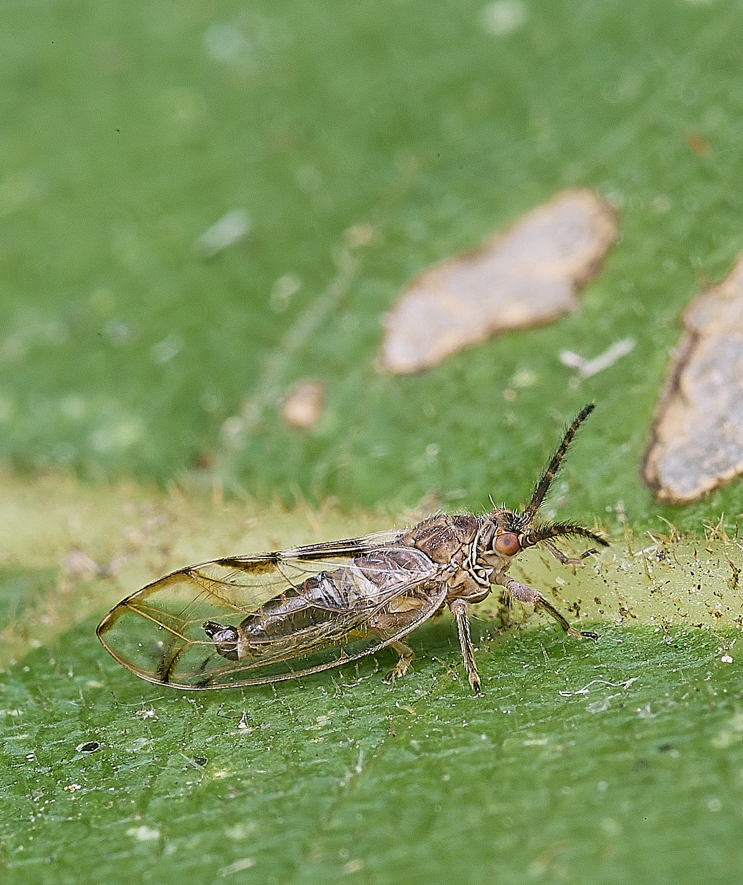 NorwichPsyllid300825-2