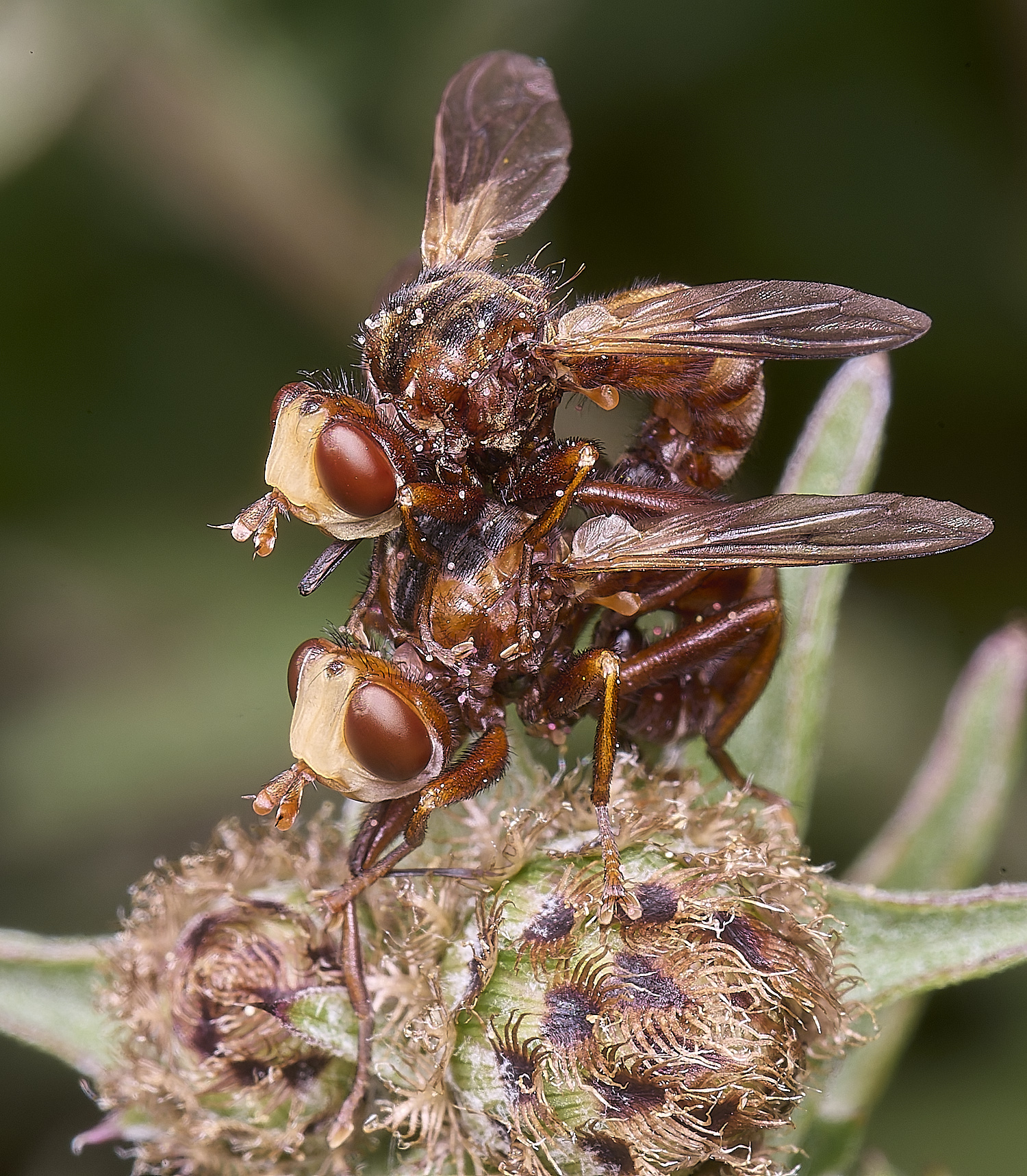 OldCattonParkBeeGrabber080725-1