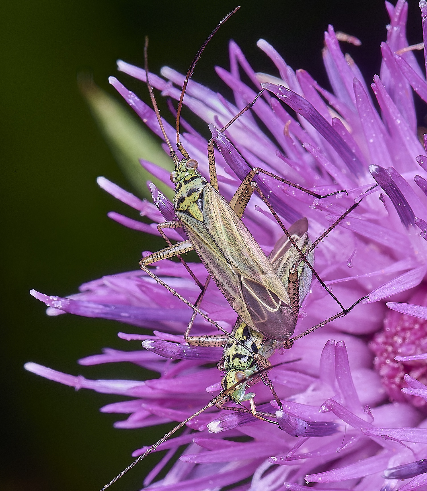 OldCattonParkBugSp080725-1