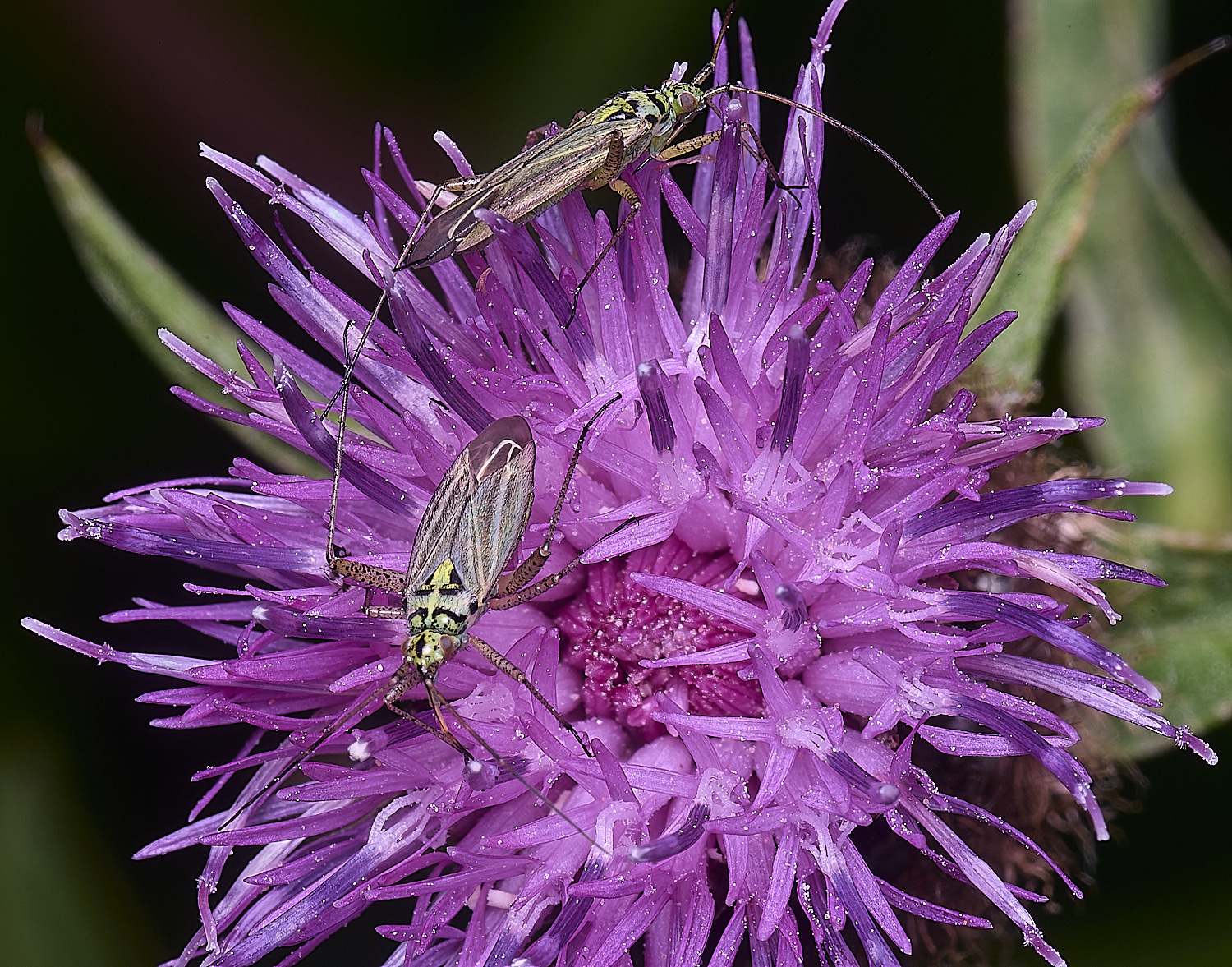 OldCattonParkBugSp080725-2