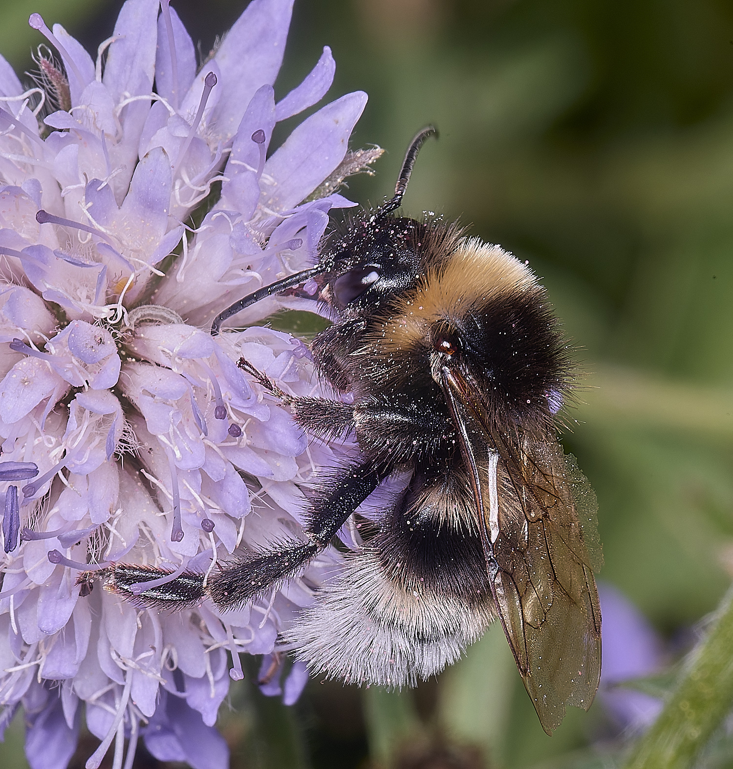 OldCattonParkBumble080725-1