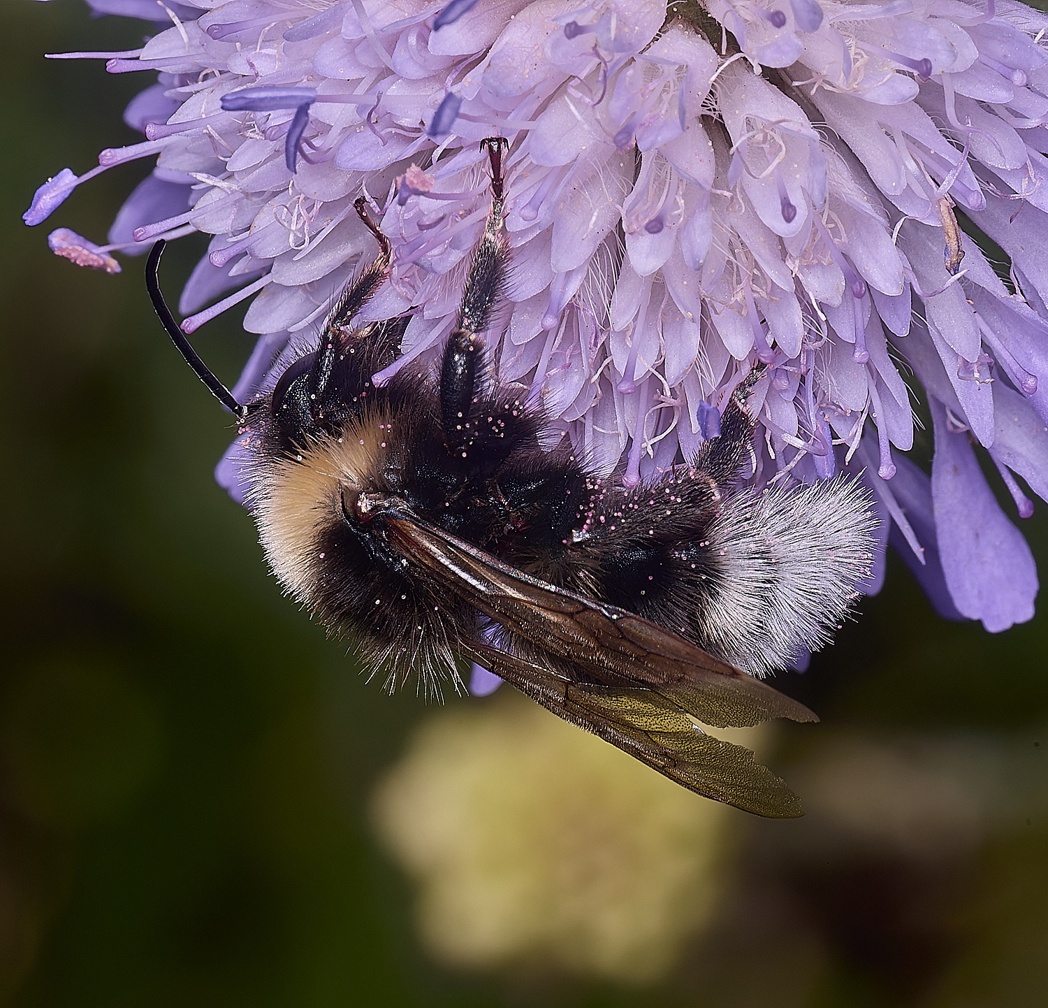 OldCattonParkBumble080725-2