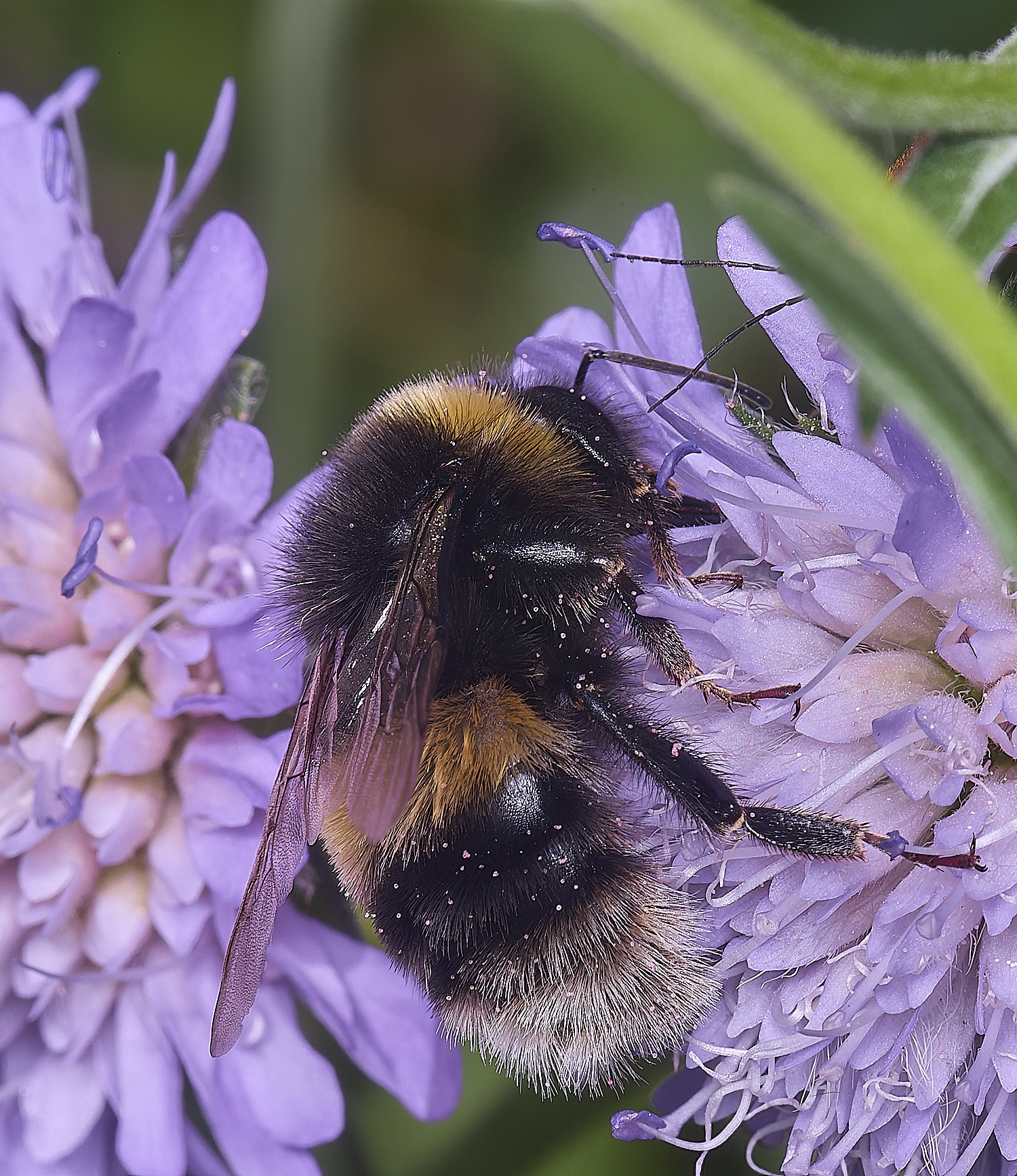 OldCattonParkBumble080725-3