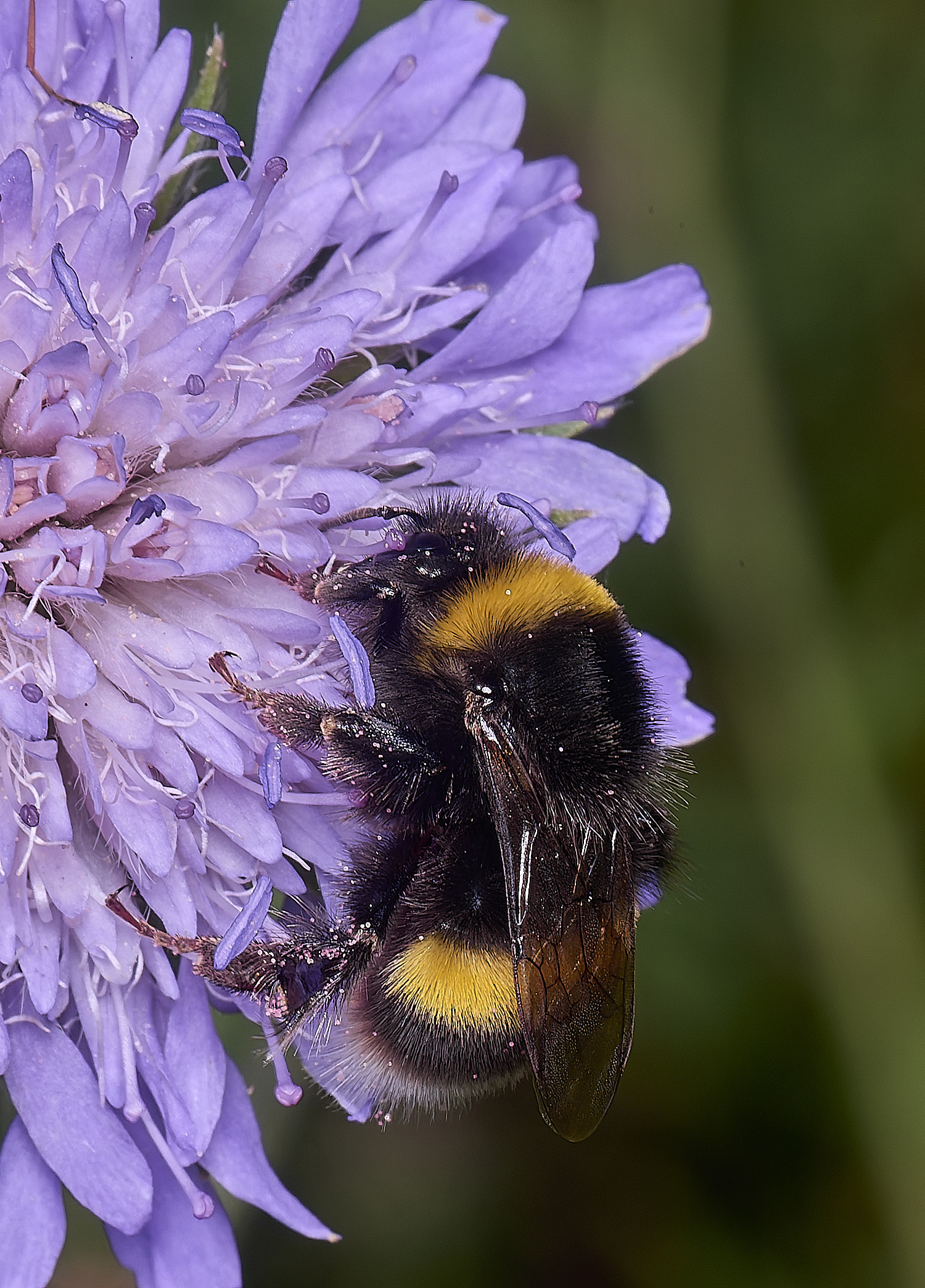 OldCattonParkBumble2080725-1