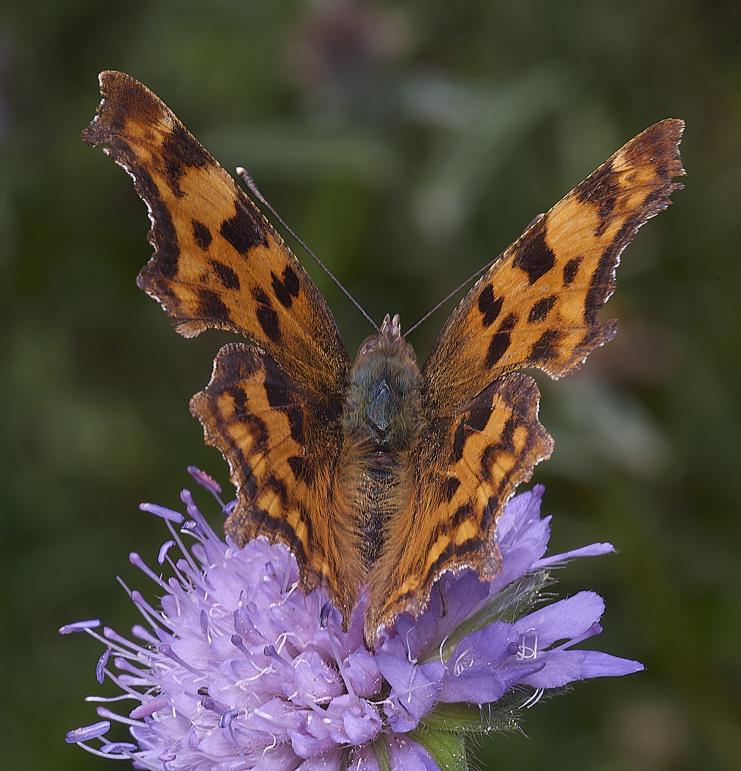 OldCattonParkComma080725-1