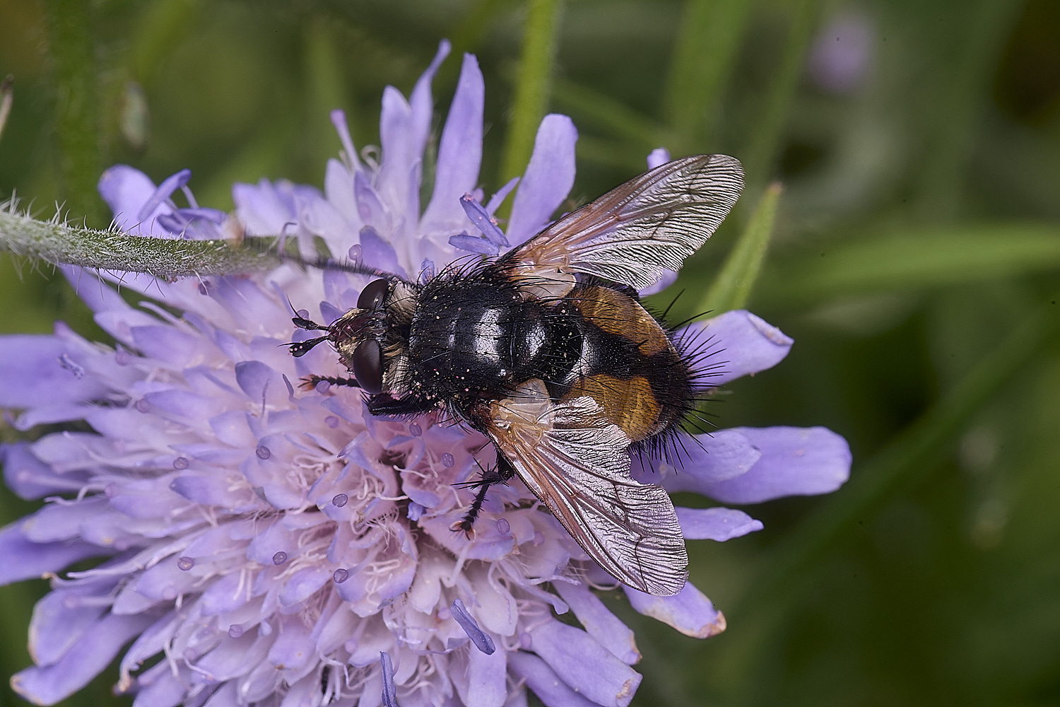 OldCattonParkFerox080725-1