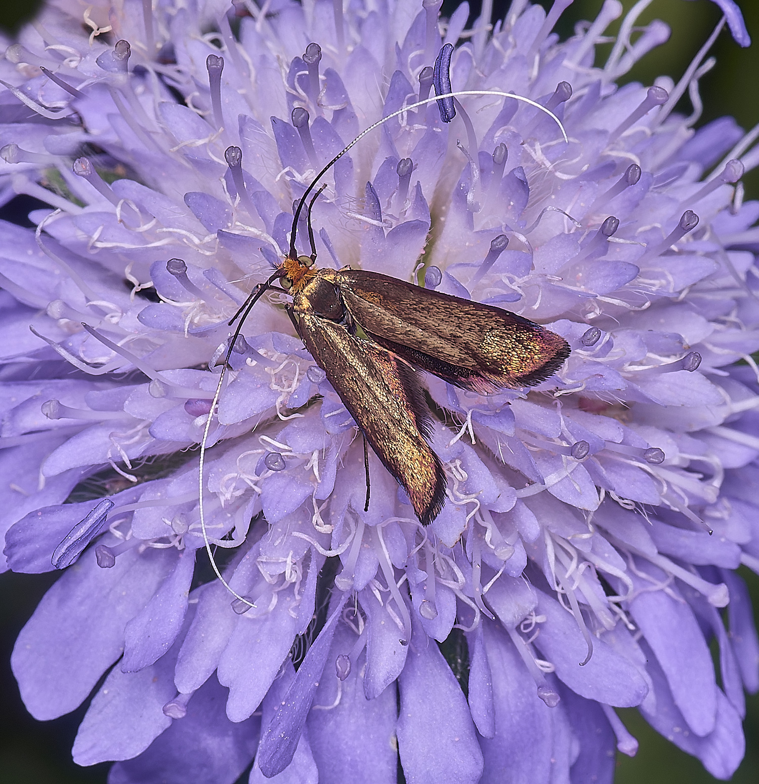 OldCattonParkGoldenMoth080725-1