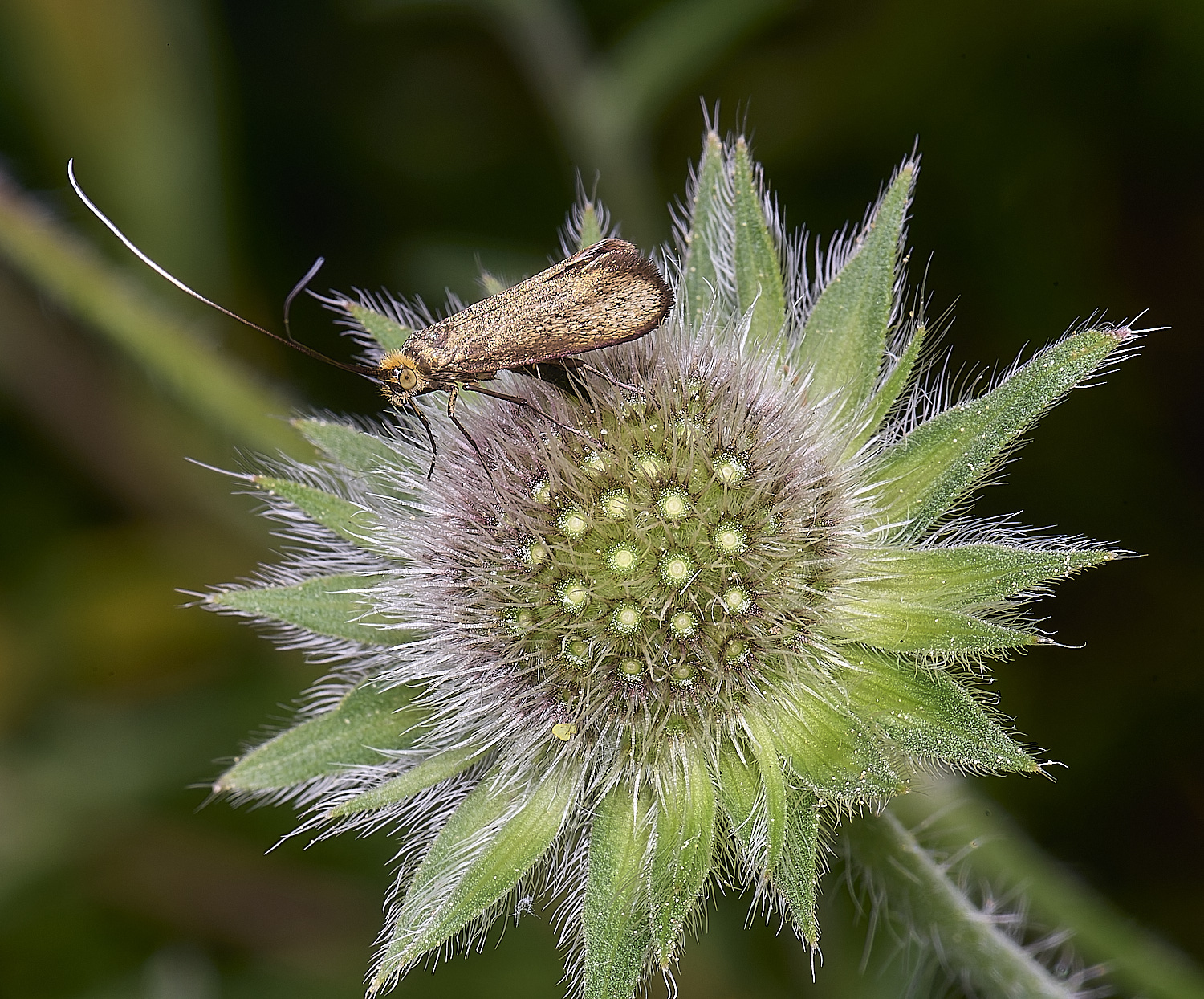 OldCattonParkGoldenMoth080725-2