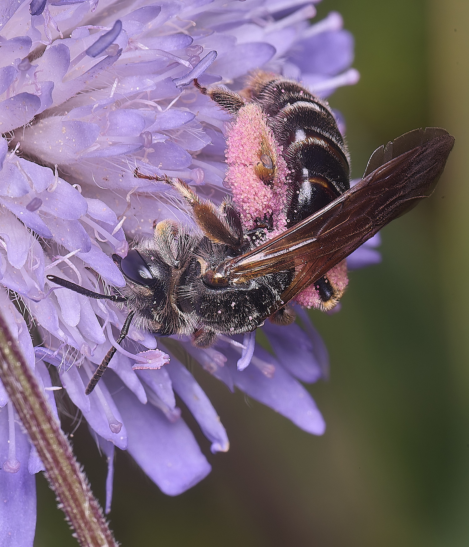 OldCattonParkScabiousMBEE080725-1