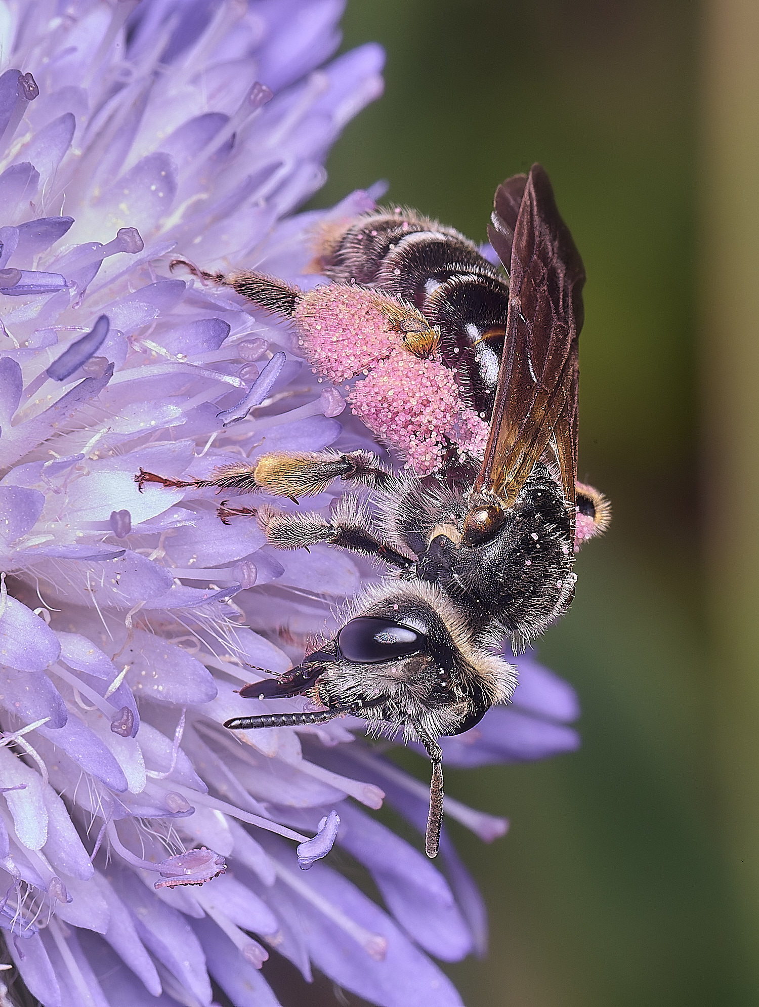 OldCattonParkScabiousMBEE080725-2