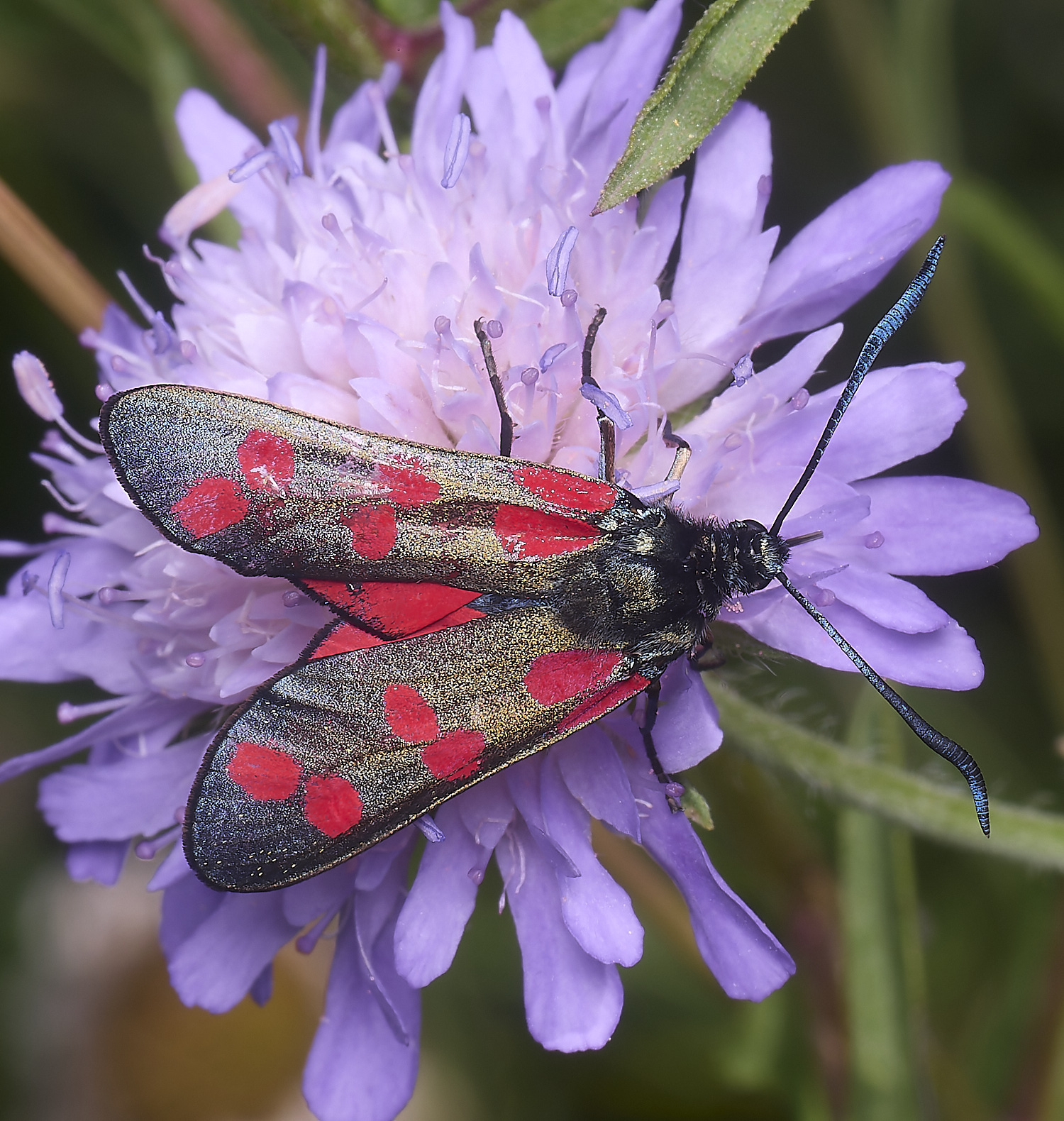 OldCattonParkSixSpotBurnet080725-1