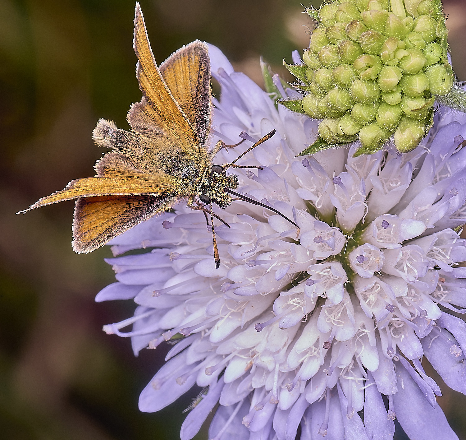 OldCattonParkSkipper080725-1