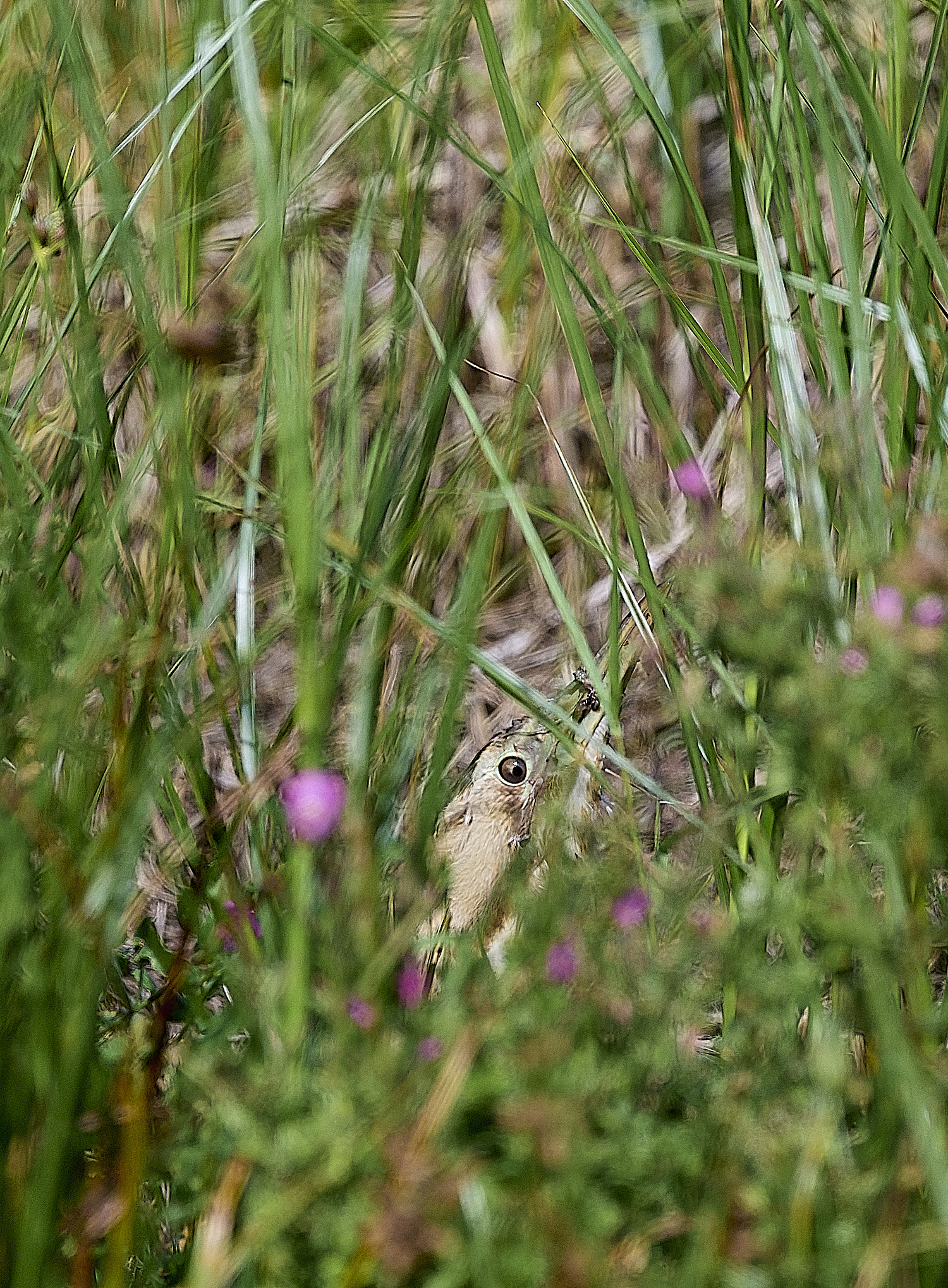 SalthouseBittern310825-1