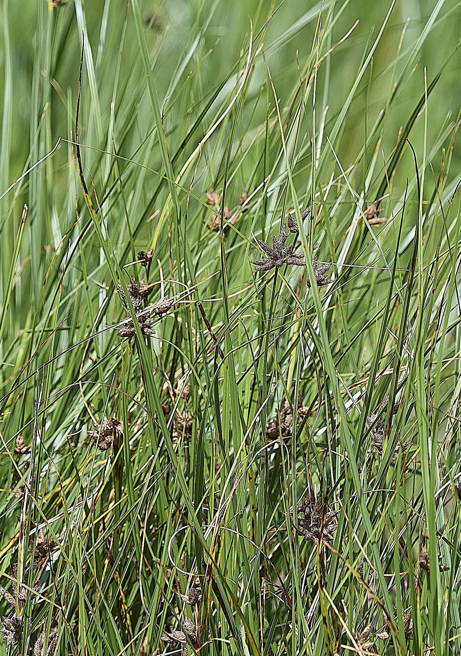 SalthouseSeaClubRush310825-1