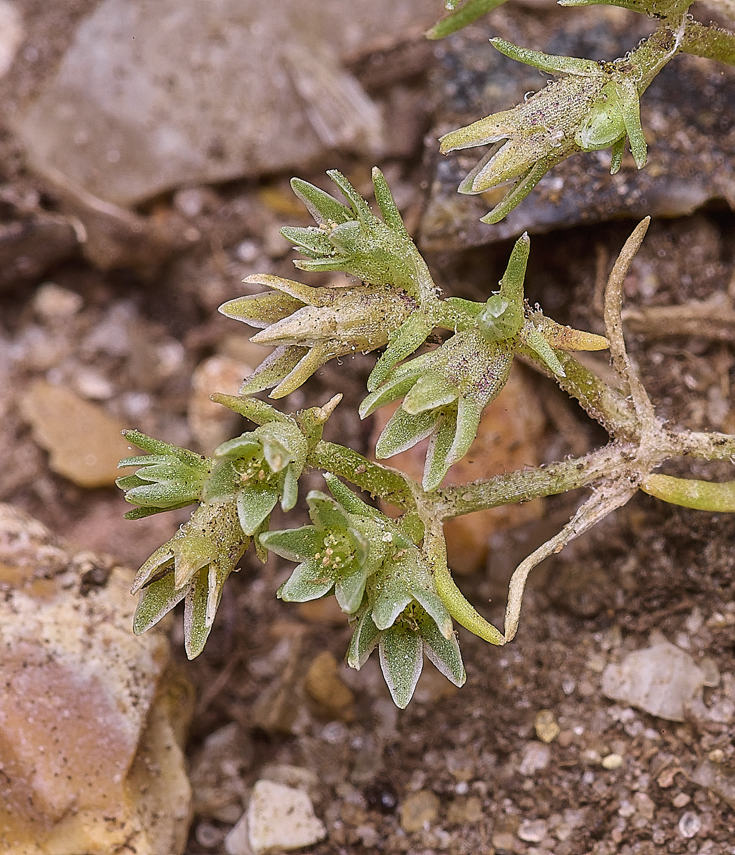 SantonDownhamAnnualKnawel250825-2