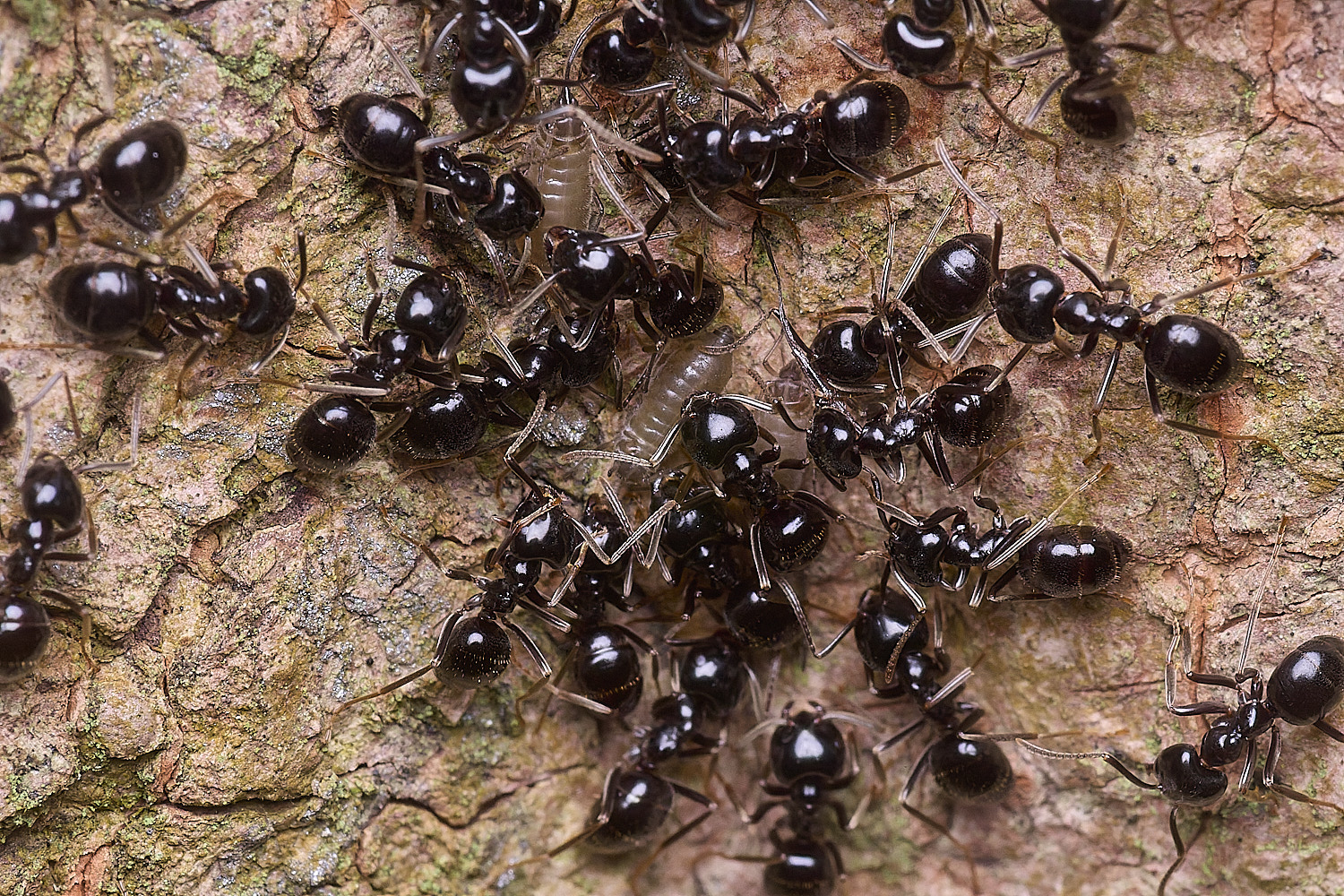 SantonDownhamAntAphid250825-1