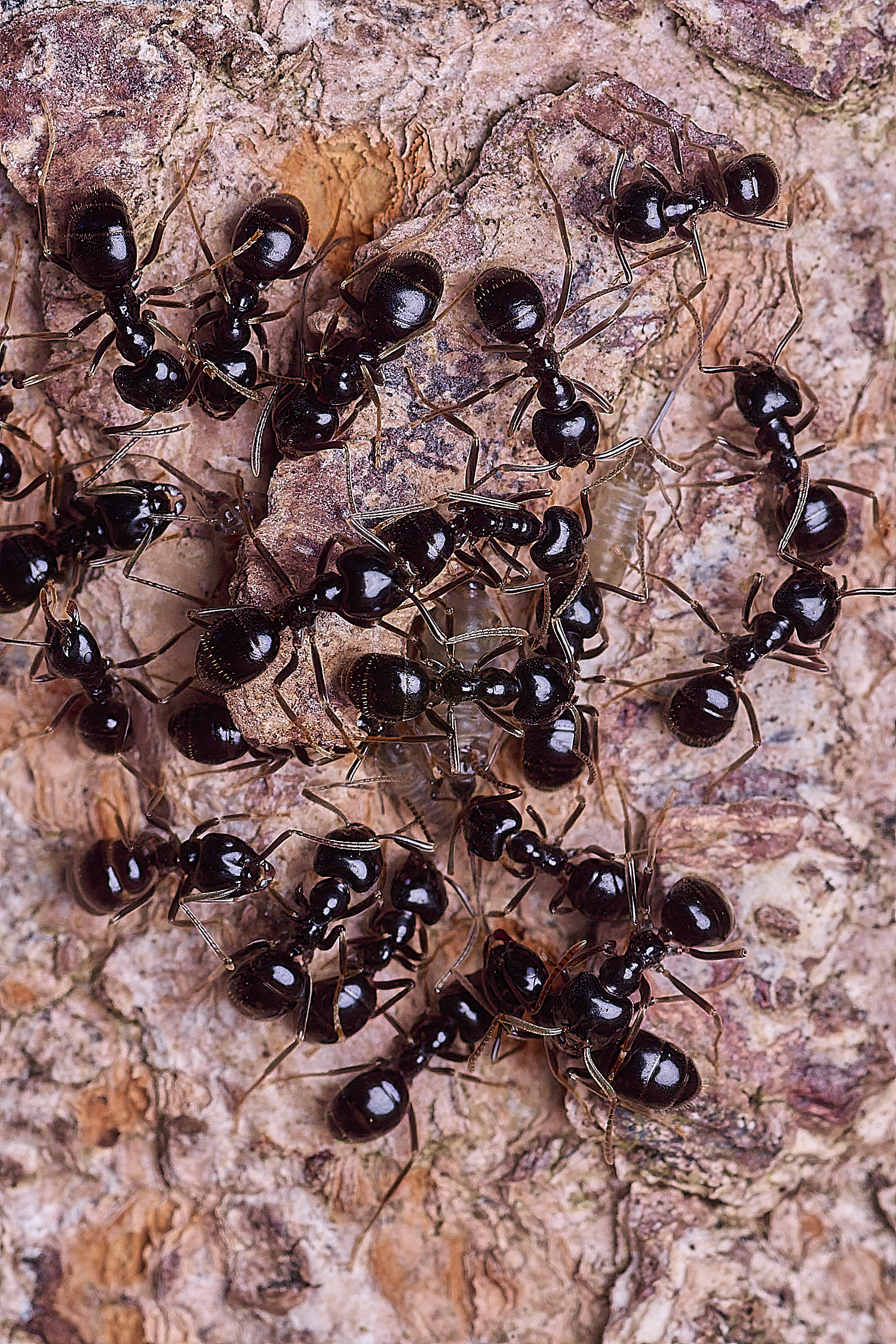 SantonDownhamAntAphid250825-2