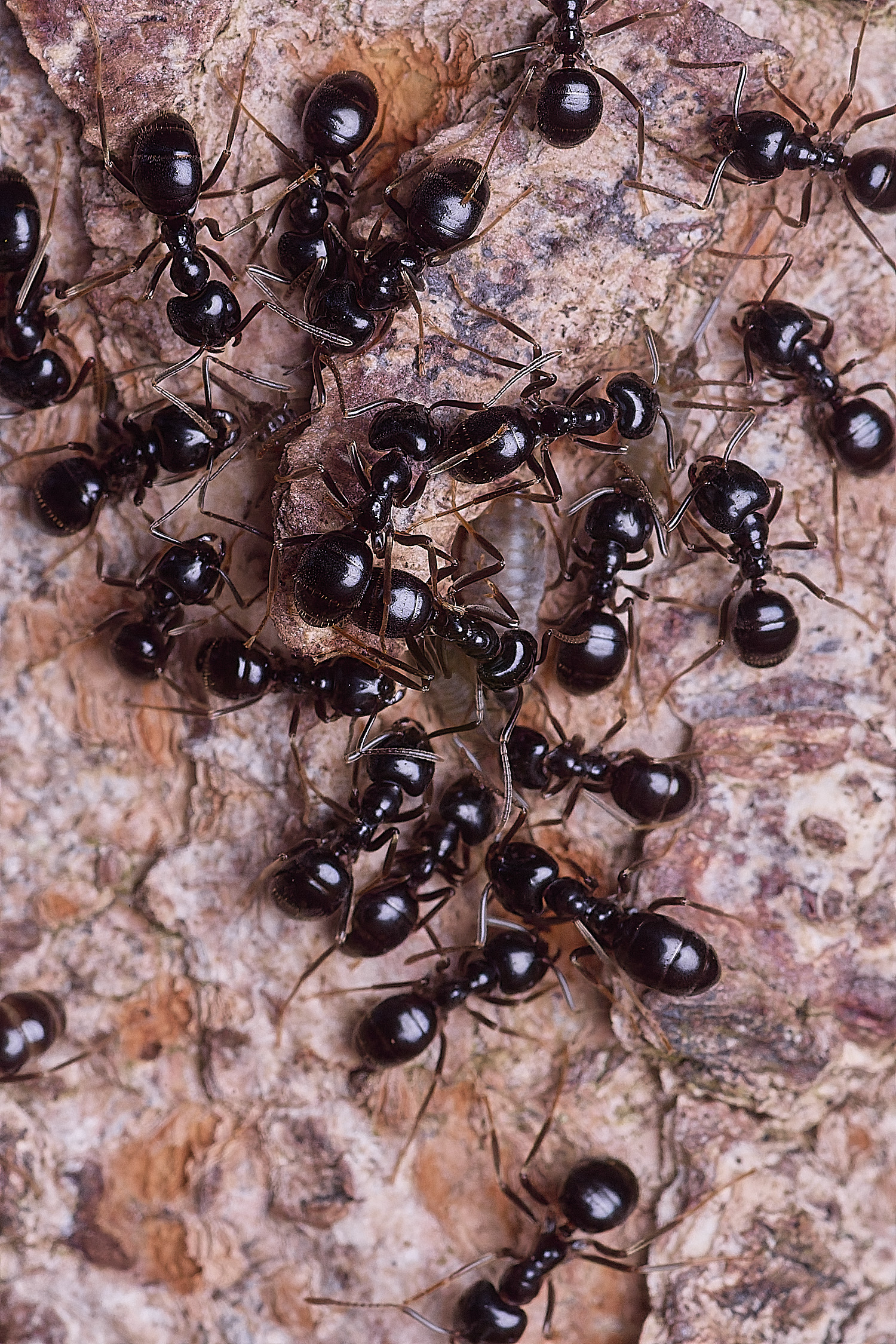 SantonDownhamAntAphid250825-3