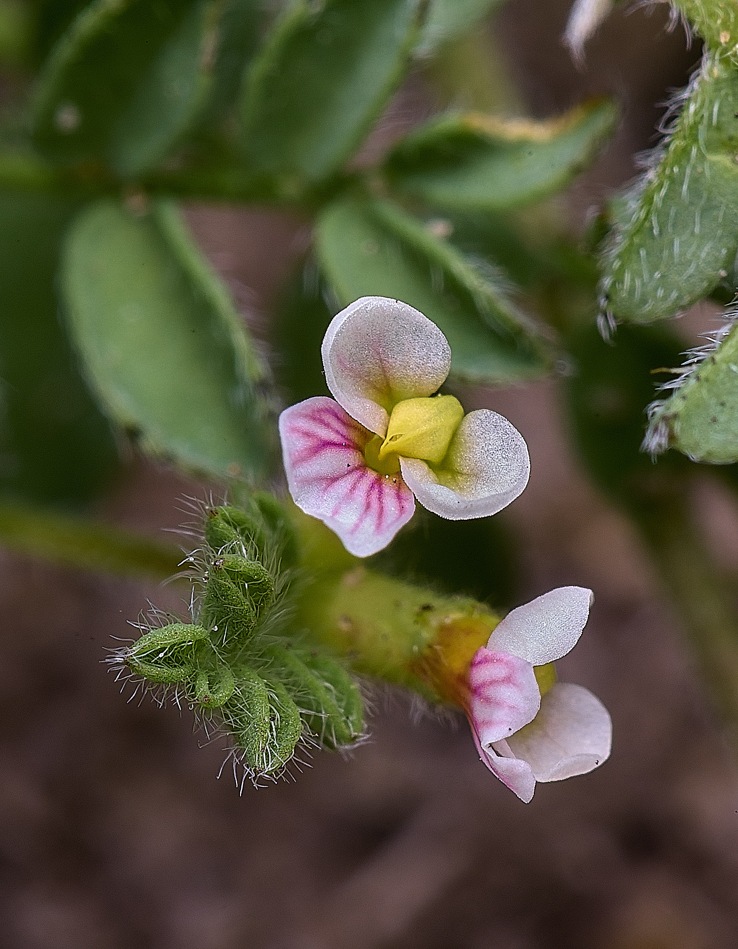 SantonDownhamBird&#39;sFoot250825-1
