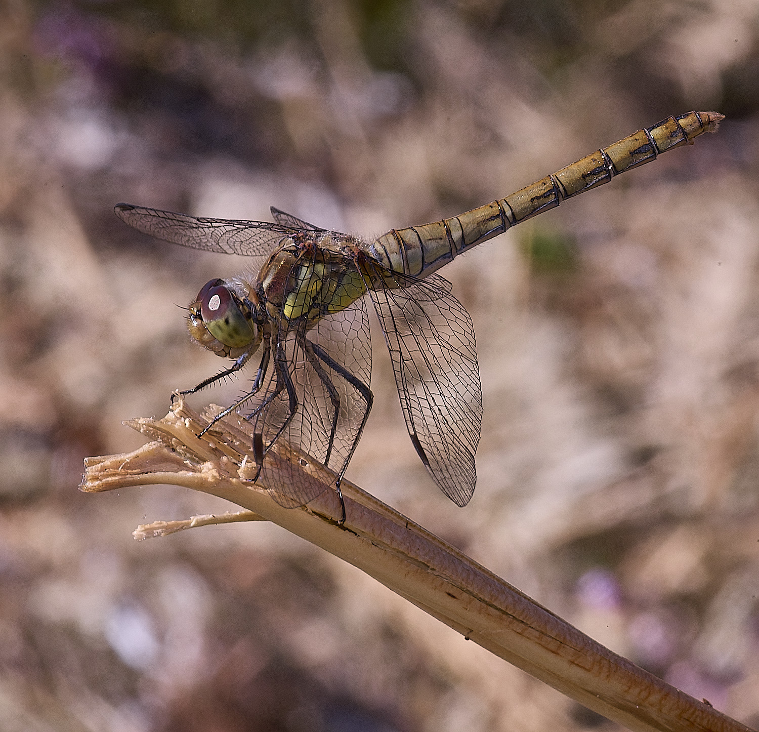 SantonDownhamCommonDarter250825-1