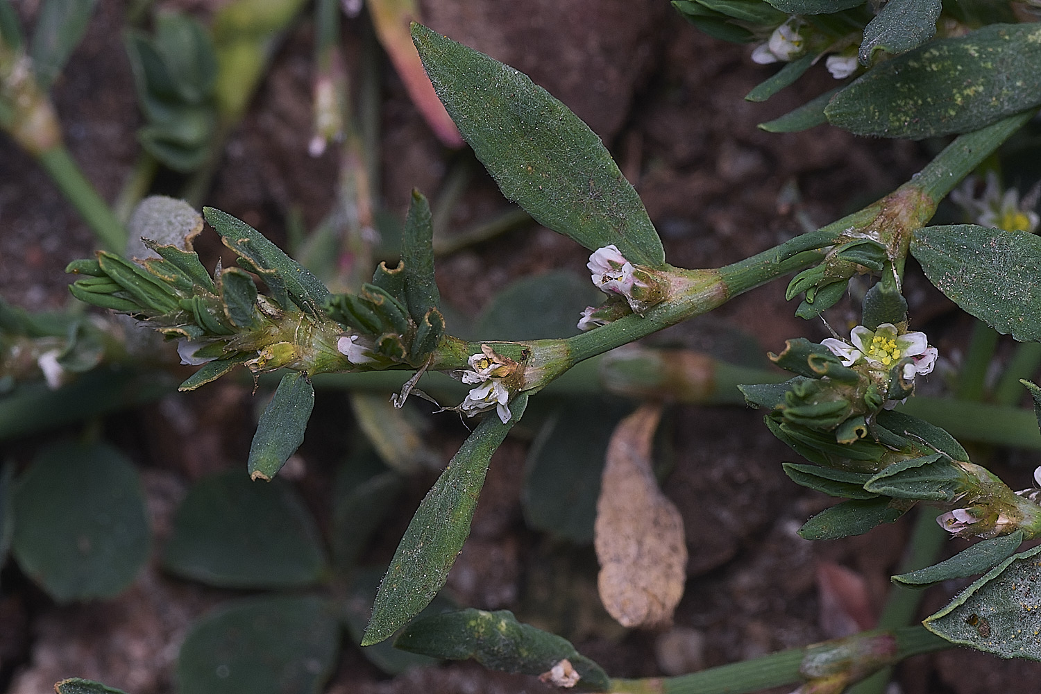 SantonDOwnhamCommonKnotgrass250825-1