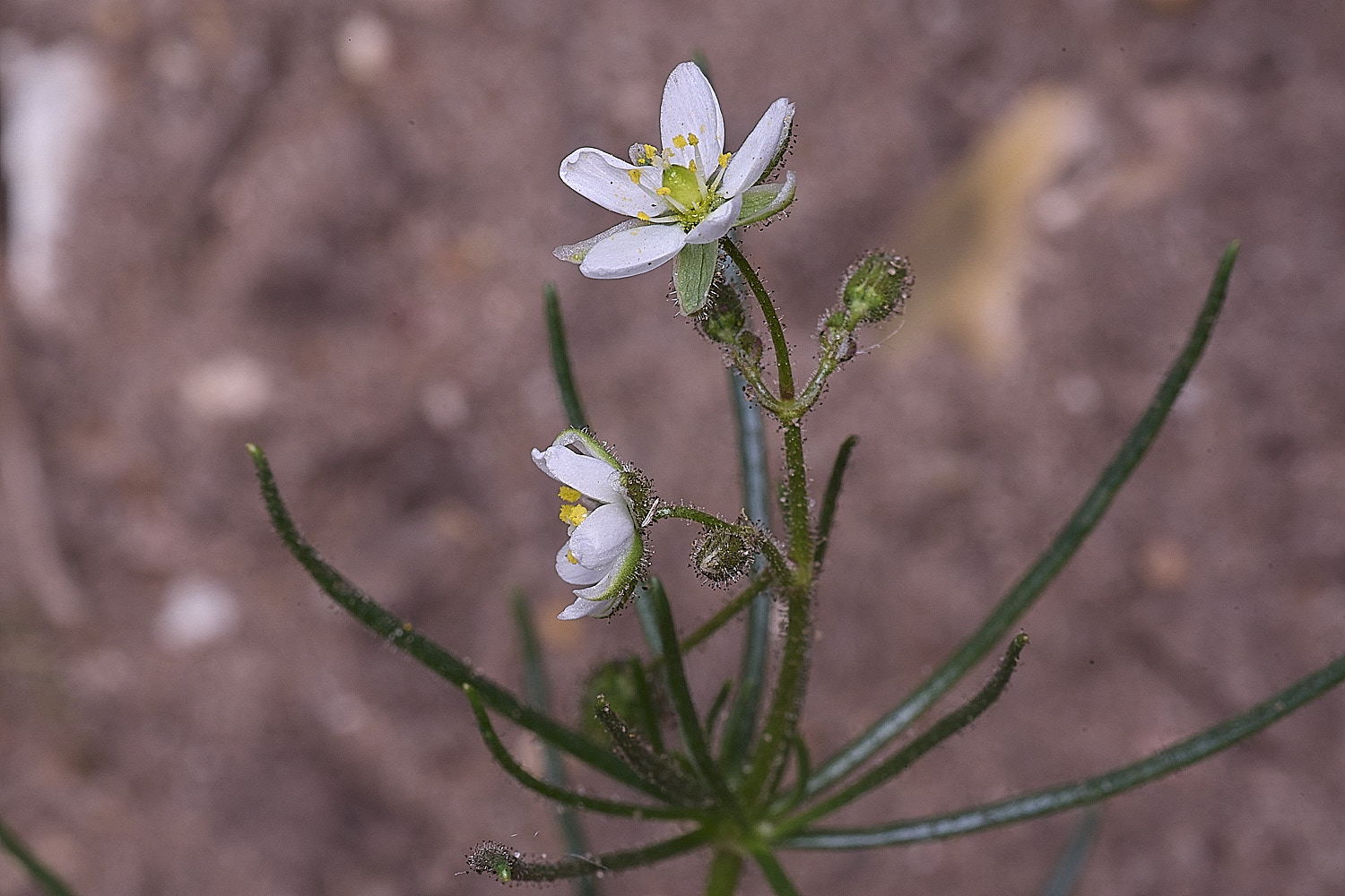 SantonDownhamCornSpurry250825-2