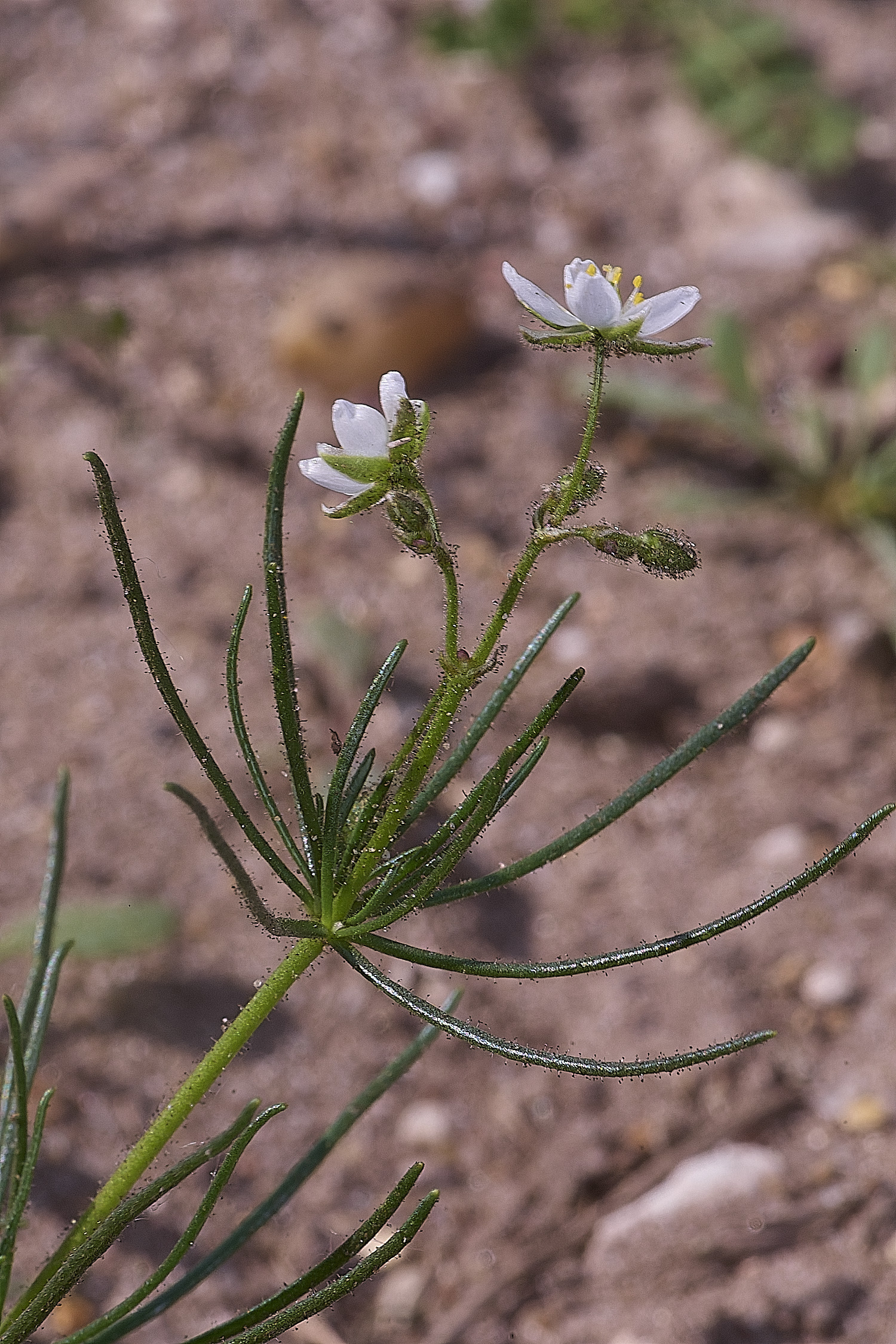 SantonDownhamCornSpurry250825-4