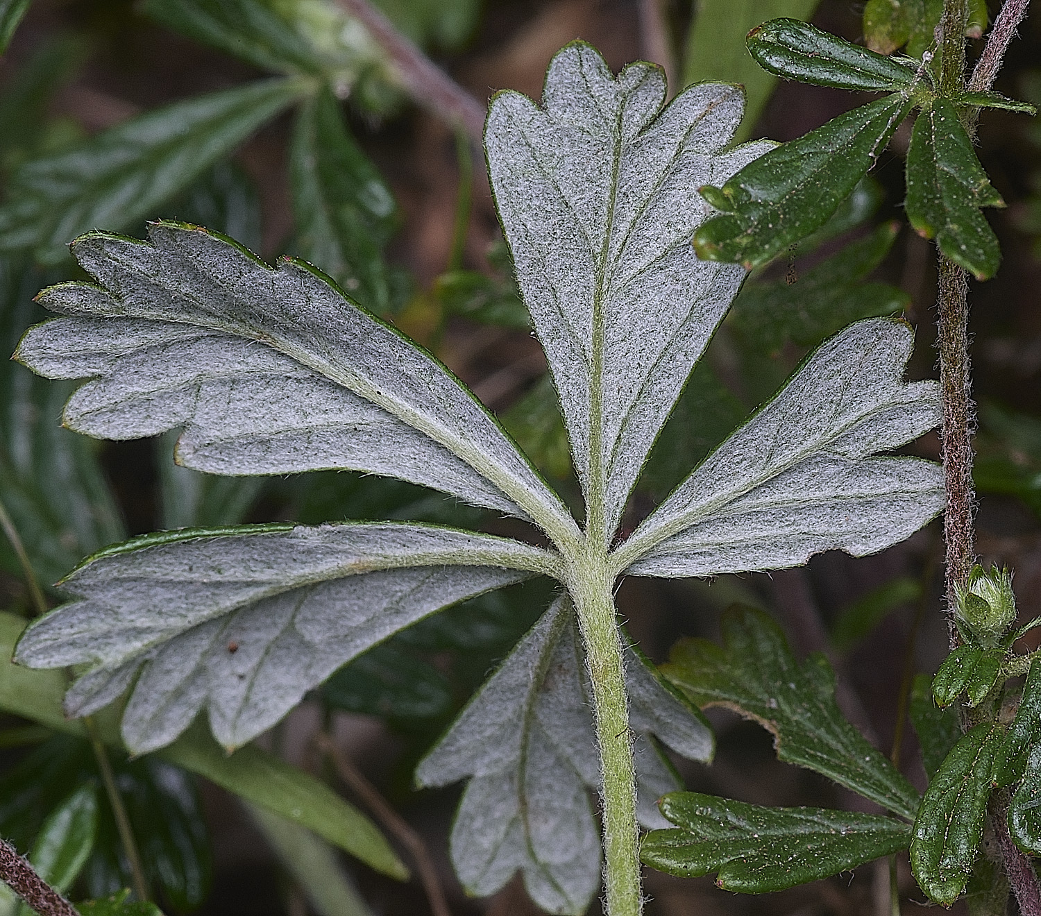 SantonDownhamHoaryCinquefoil250825-2